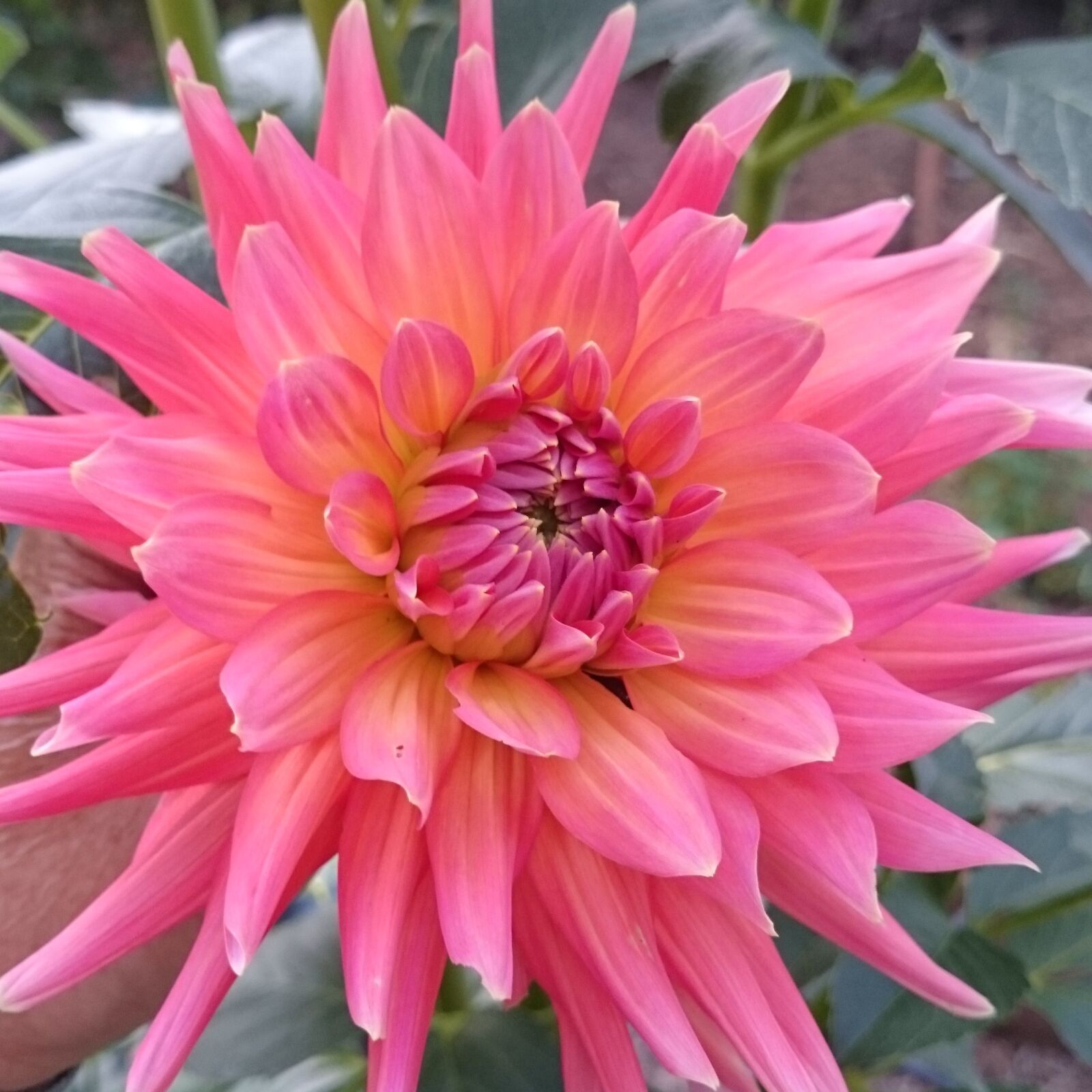 Sony Xperia Z1 sample photo. Flower, bright pink, dahlia photography