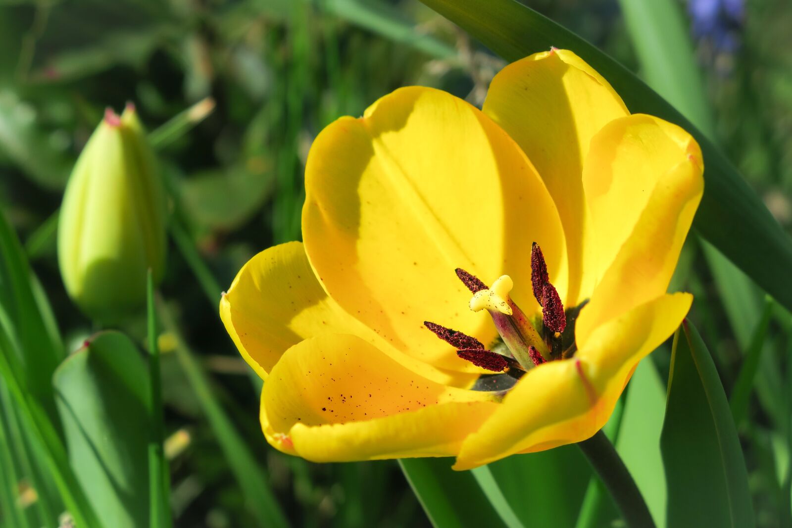 Canon PowerShot G3 X sample photo. Tulip, blossom, bloom photography