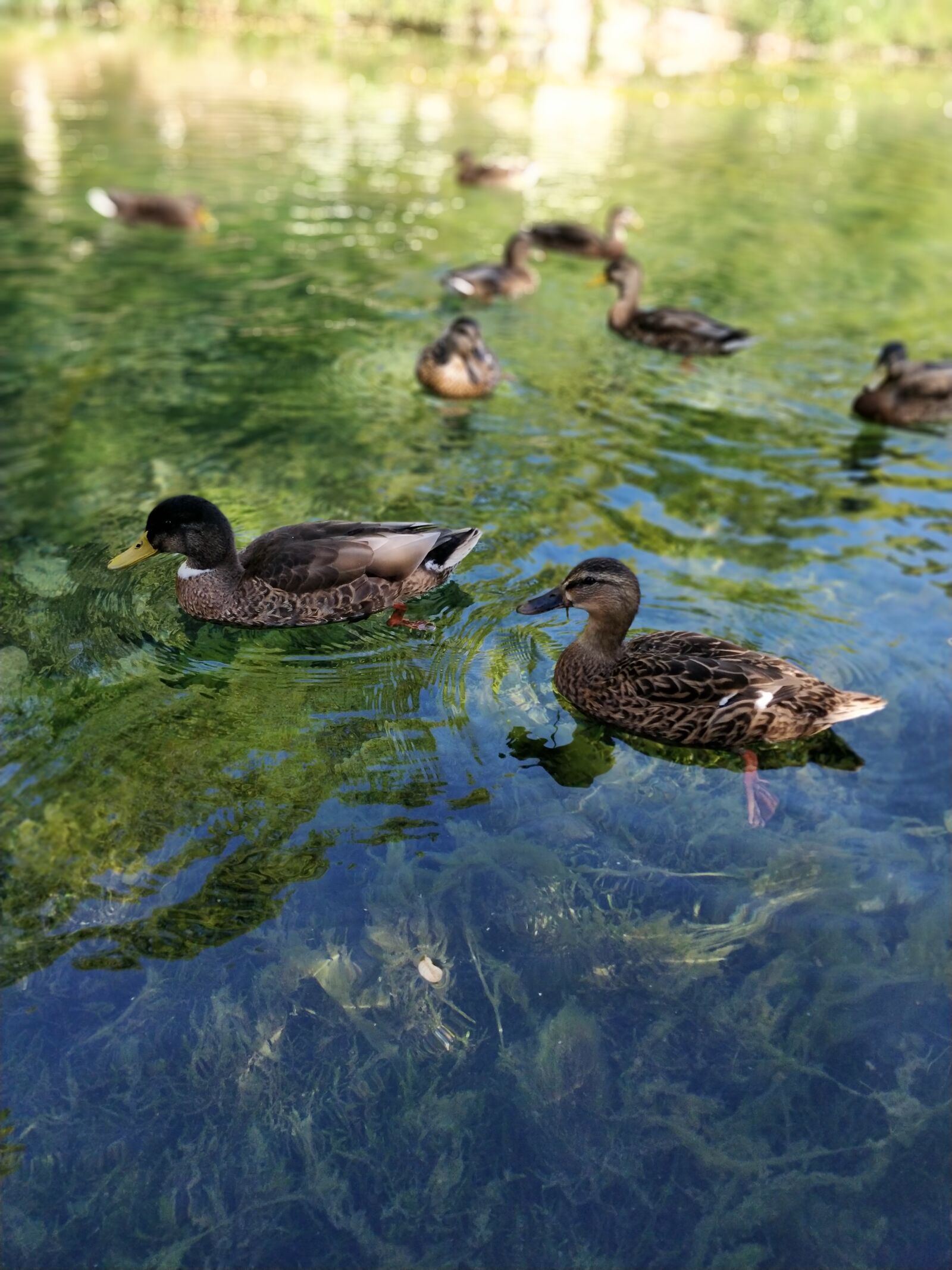 OnePlus 5T sample photo. Duck, water, alga photography