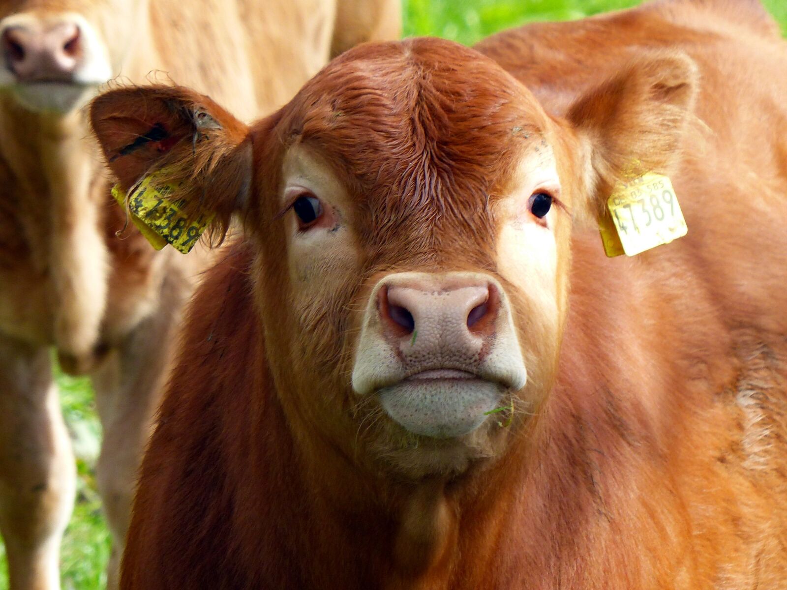 Panasonic Lumix DMC-FZ200 sample photo. Calf, beef, young calf photography