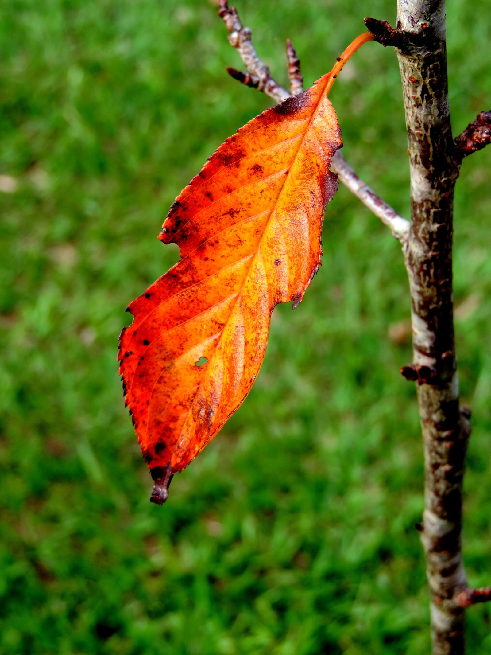 Nikon Coolpix P520 sample photo. Nature, green, flying photography