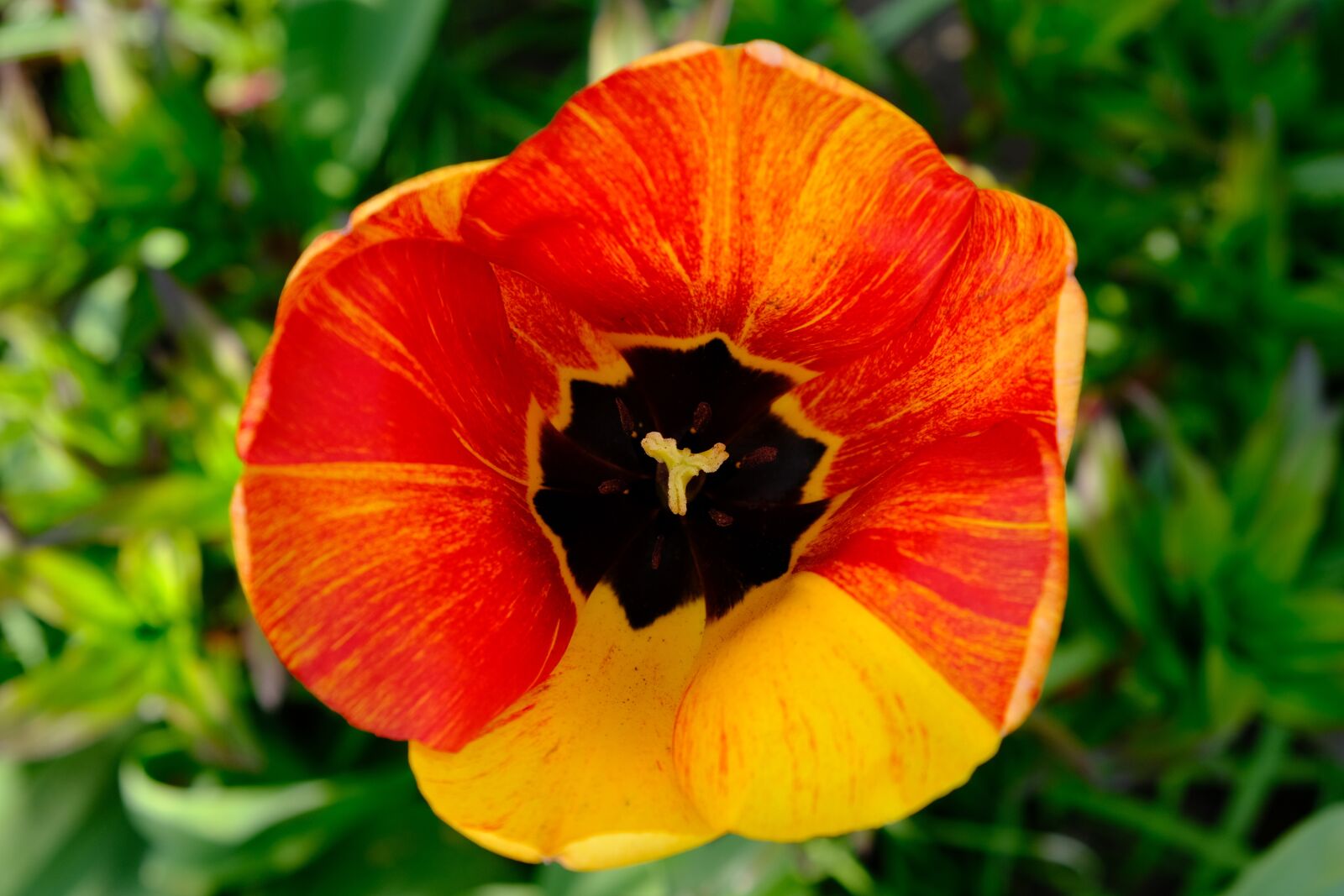 Fujifilm X-T3 sample photo. Flower, poppy, nature photography