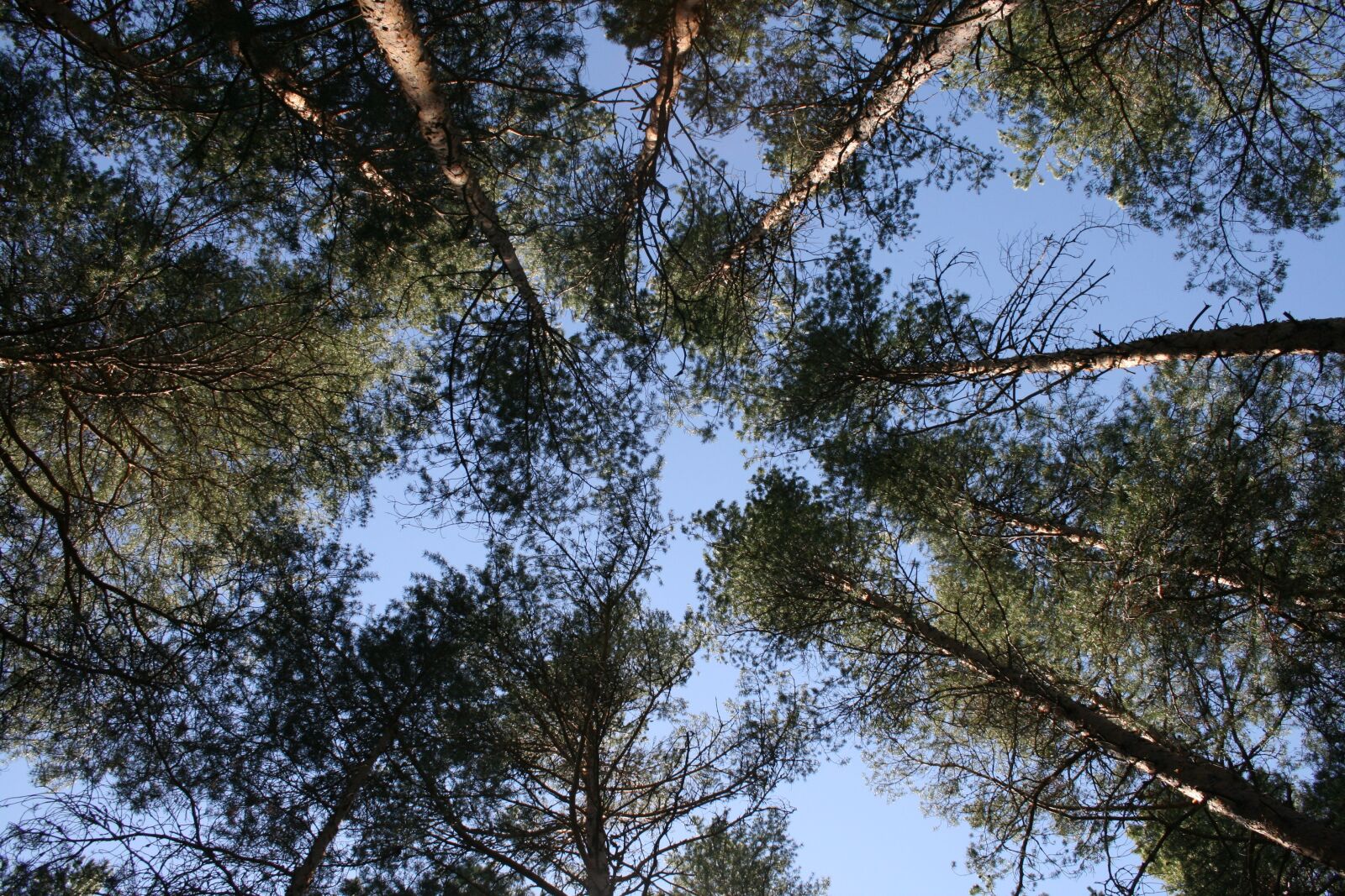 Canon EOS 400D (EOS Digital Rebel XTi / EOS Kiss Digital X) sample photo. Tree crowns, nature, the photography