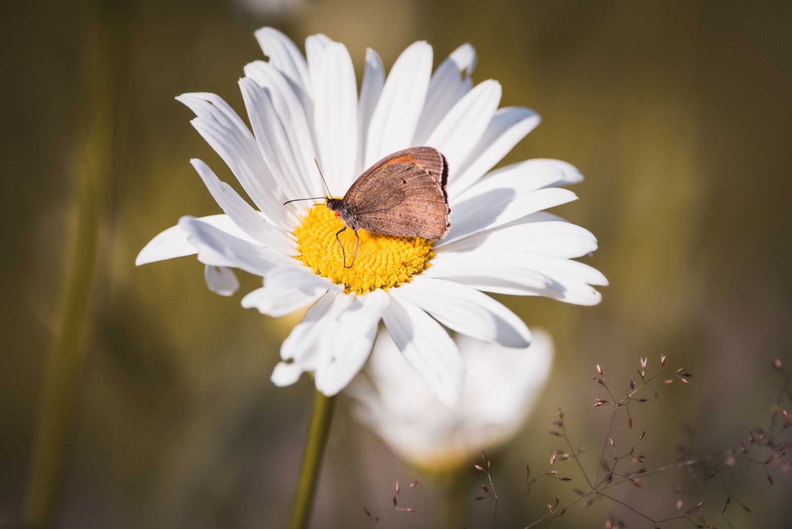 Nikon D750 sample photo. Marguerite, composites, leucanthemum photography