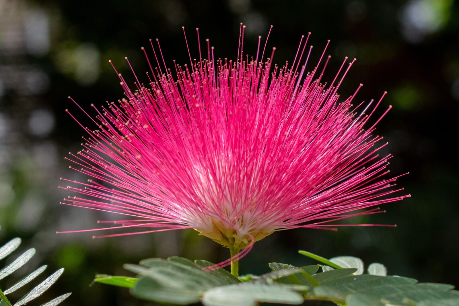 Nikon D7200 sample photo. Flower, pink, furry photography