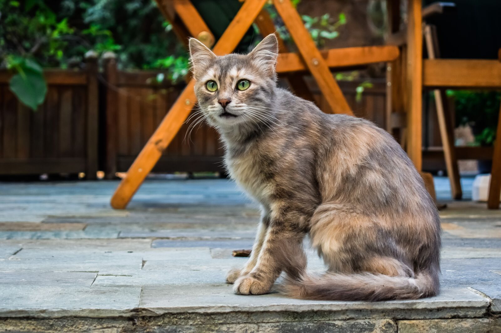 Nikon D3300 sample photo. Cat, stray, young photography