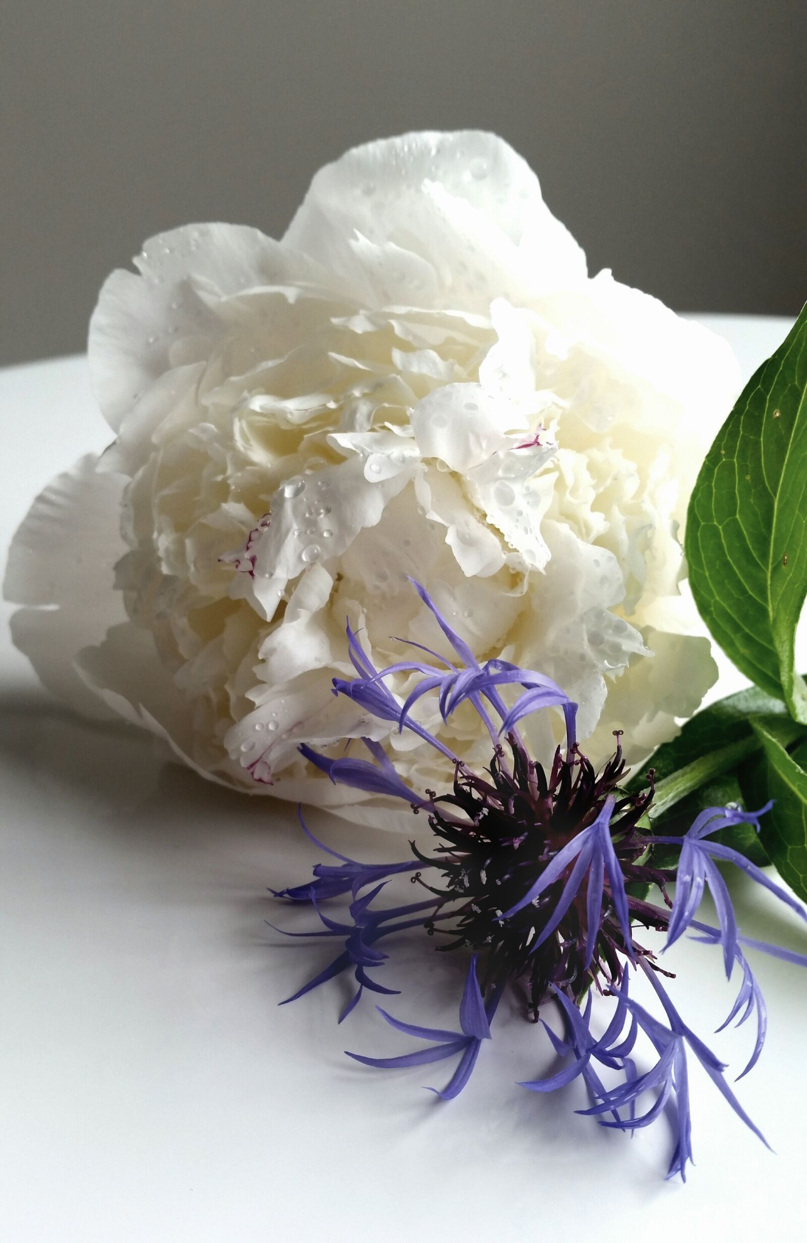 Samsung Galaxy S5 sample photo. Flowers, hydrangea, bloom photography