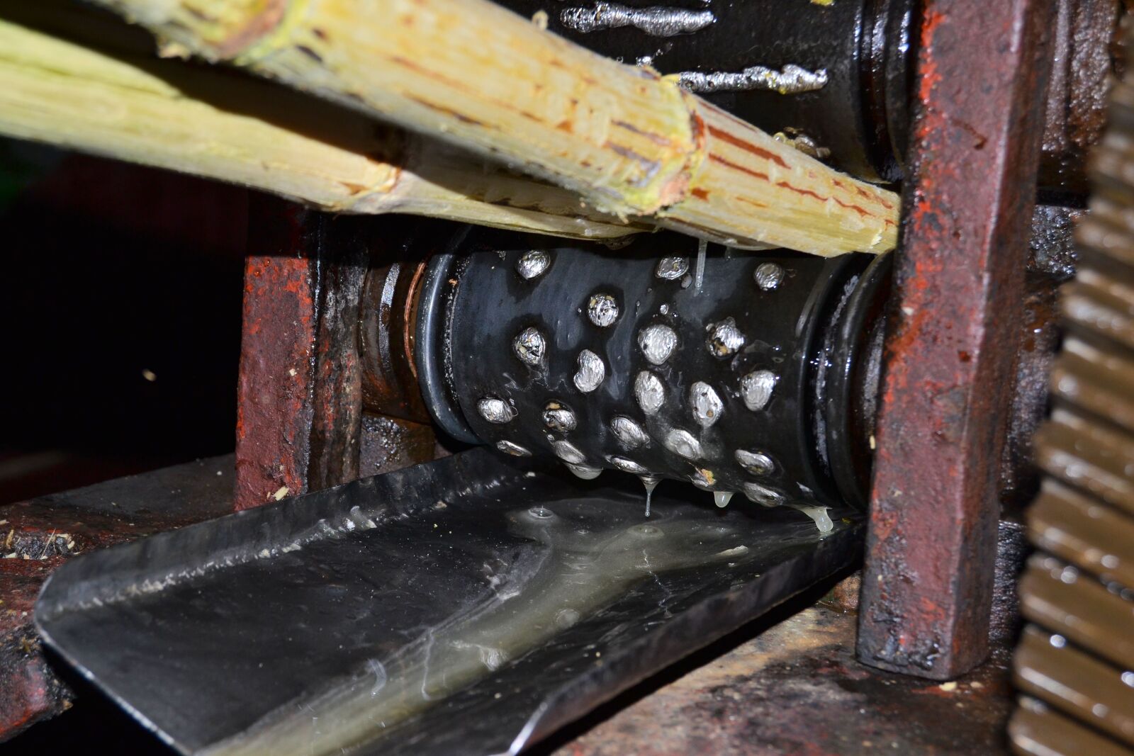 Nikon D3100 sample photo. Cuba, vinales, sugar cane photography