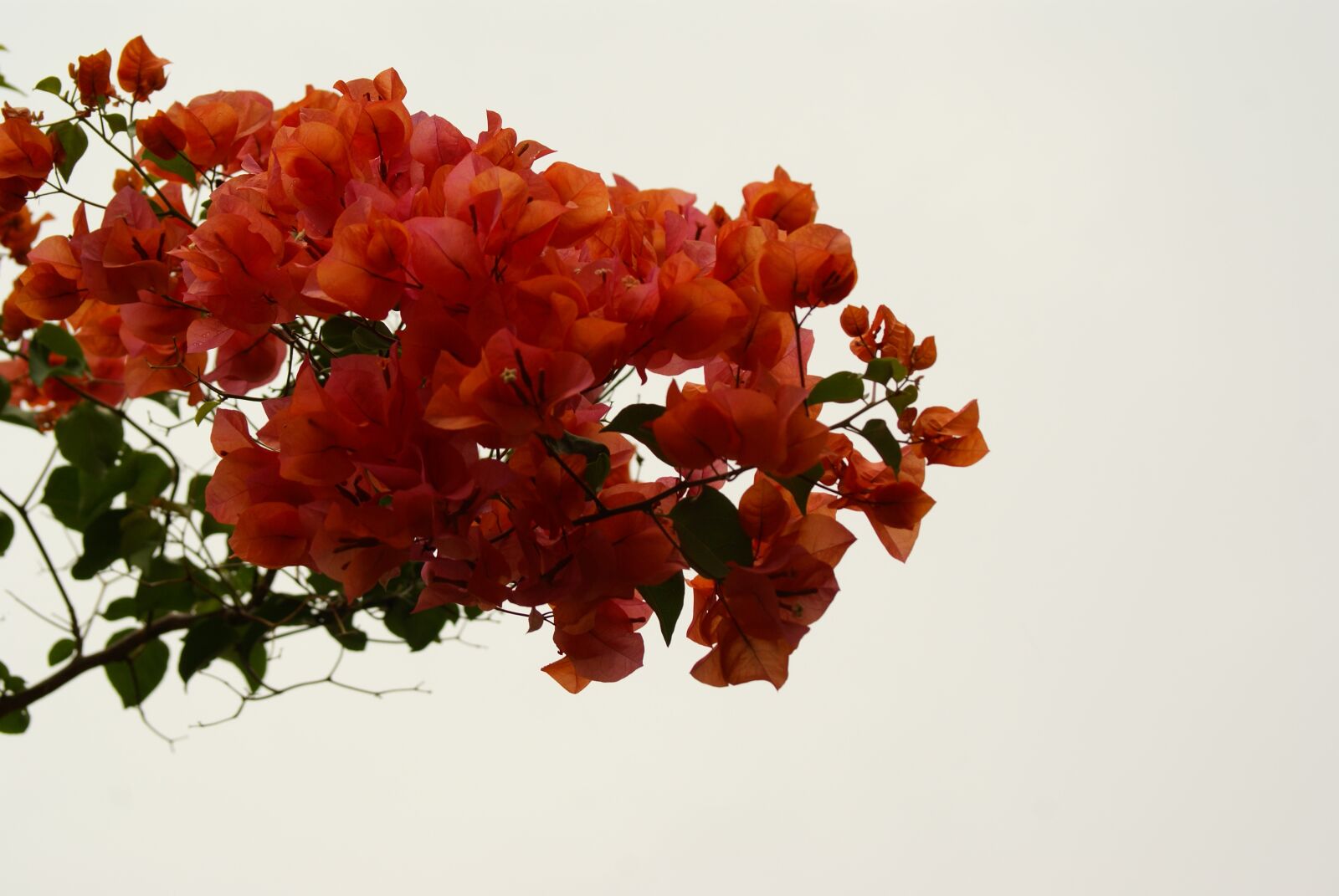 Sony Alpha DSLR-A100 sample photo. Buganvilia, table, cundinamarca photography