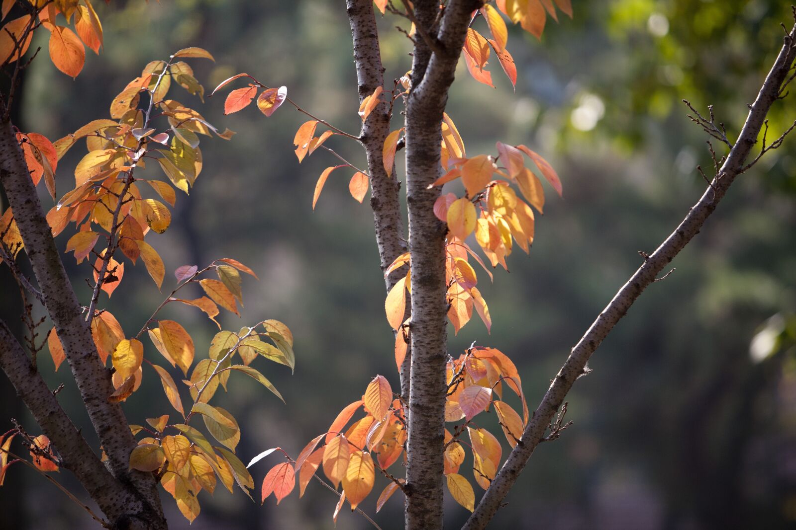 Canon EOS 5D sample photo. Autumn, autumn leaves, maple photography