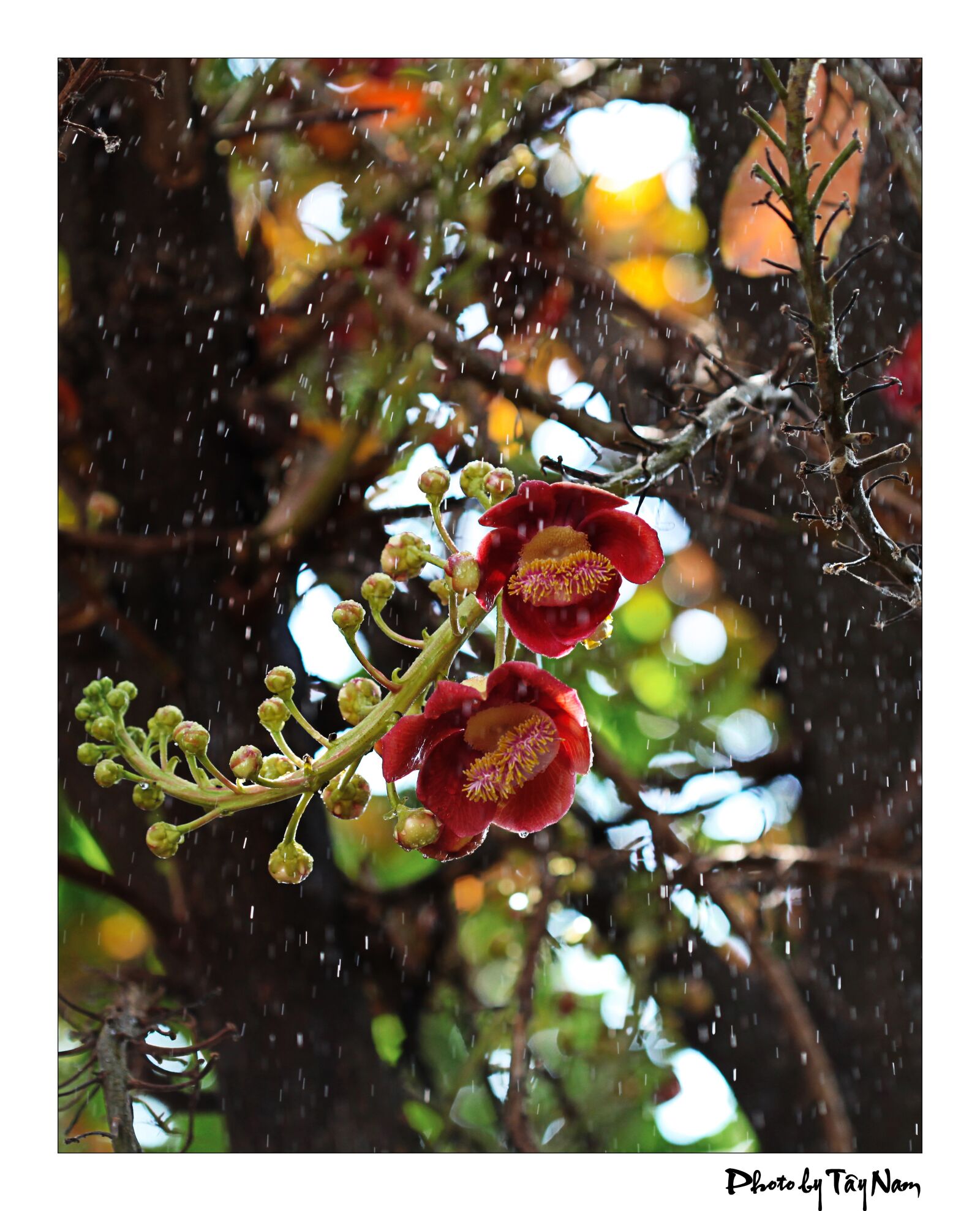 Canon EOS 5D Mark II sample photo. Flowers, plants, crops photography