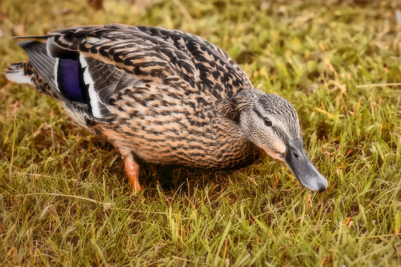 Nikon D7200 sample photo. Mallard, poultry, bird photography