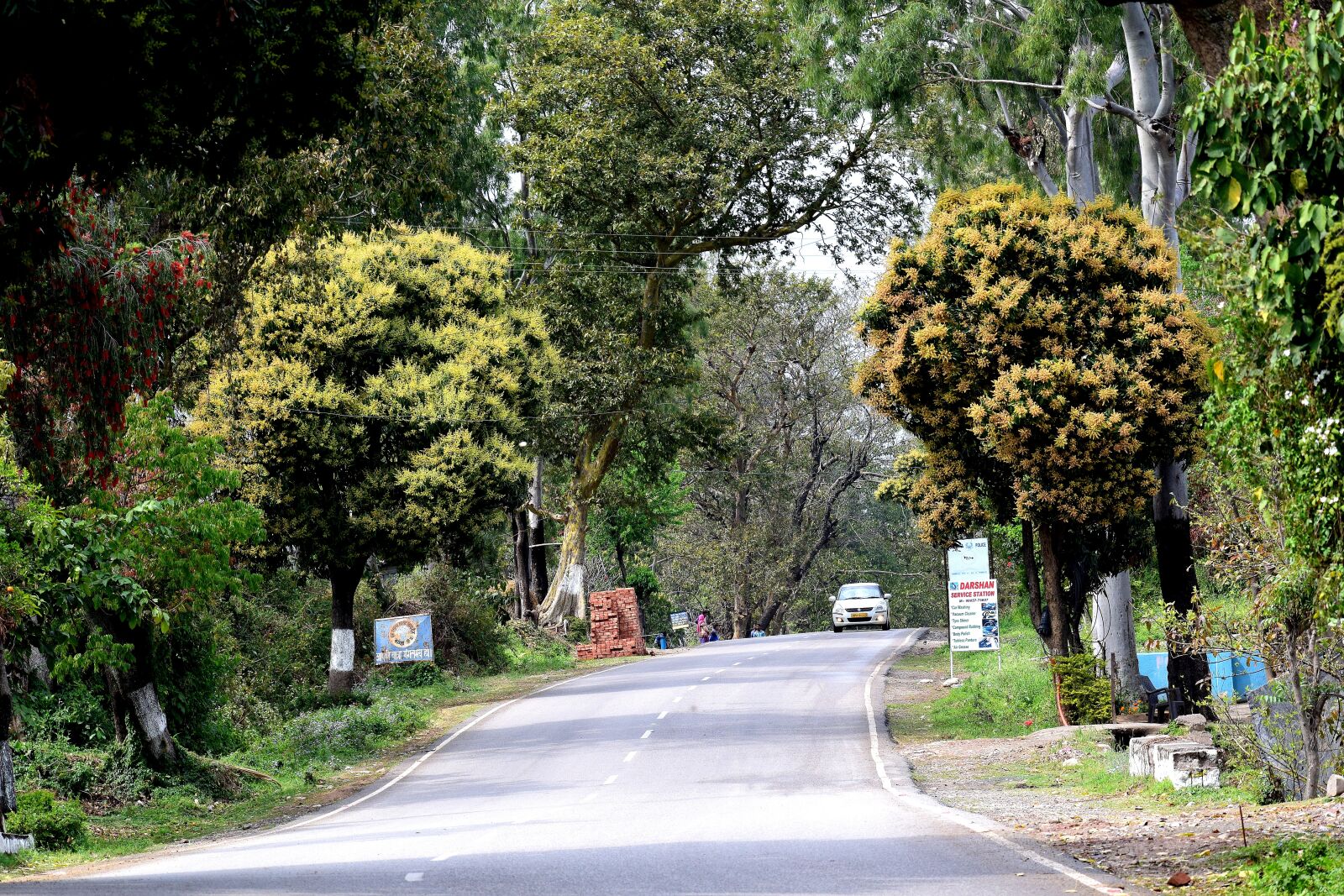 Nikon D3300 sample photo. Tree, nature, road photography