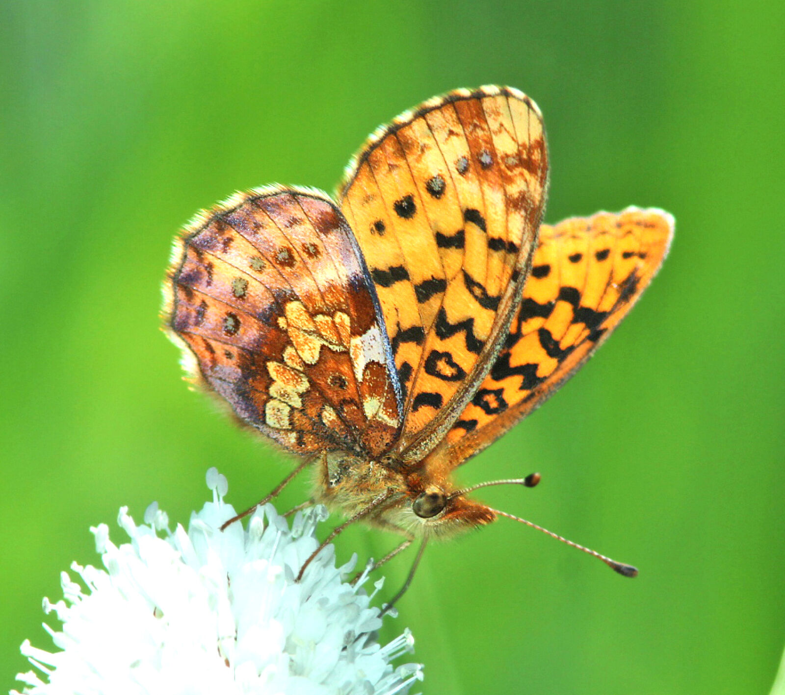 Canon EF 300mm F4L IS USM sample photo