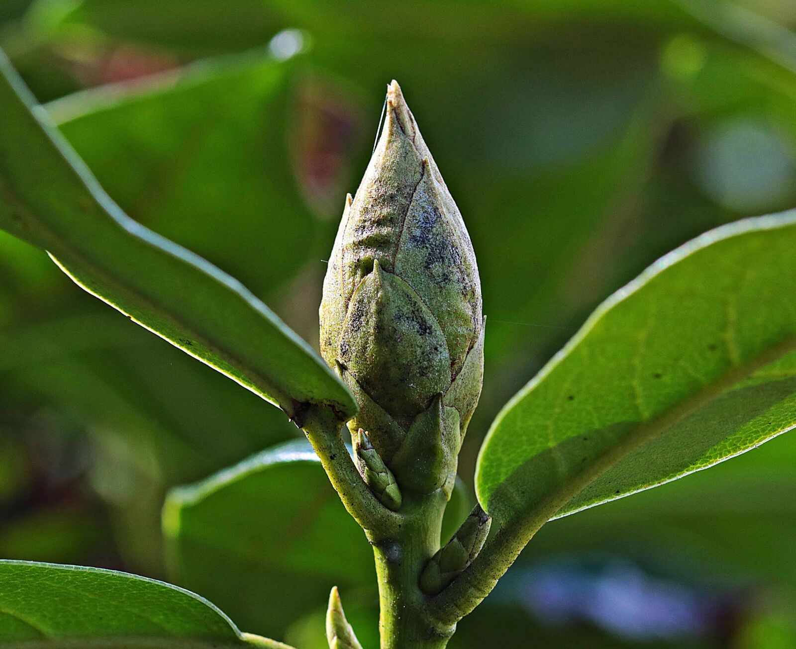 Canon EOS 80D sample photo. Leaf, nature, flora, bud photography