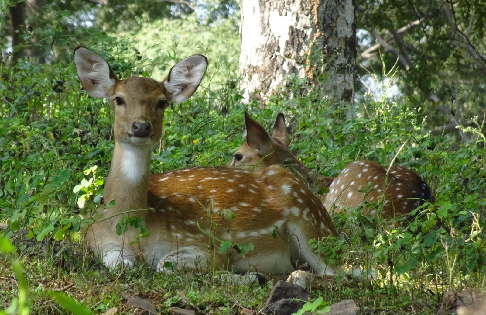 Sony Cyber-shot DSC-HX90V sample photo. Spotted deer, chital, doe photography