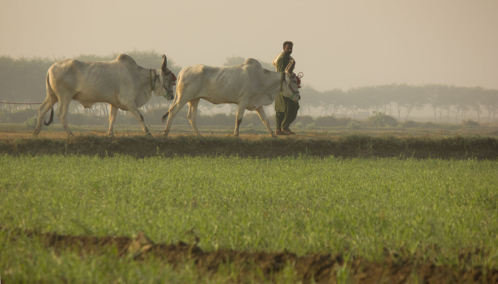 Canon EOS 550D (EOS Rebel T2i / EOS Kiss X4) + Canon EF-S 55-250mm F4-5.6 IS II sample photo. Agricultural, nature, nizamani, pakistan photography