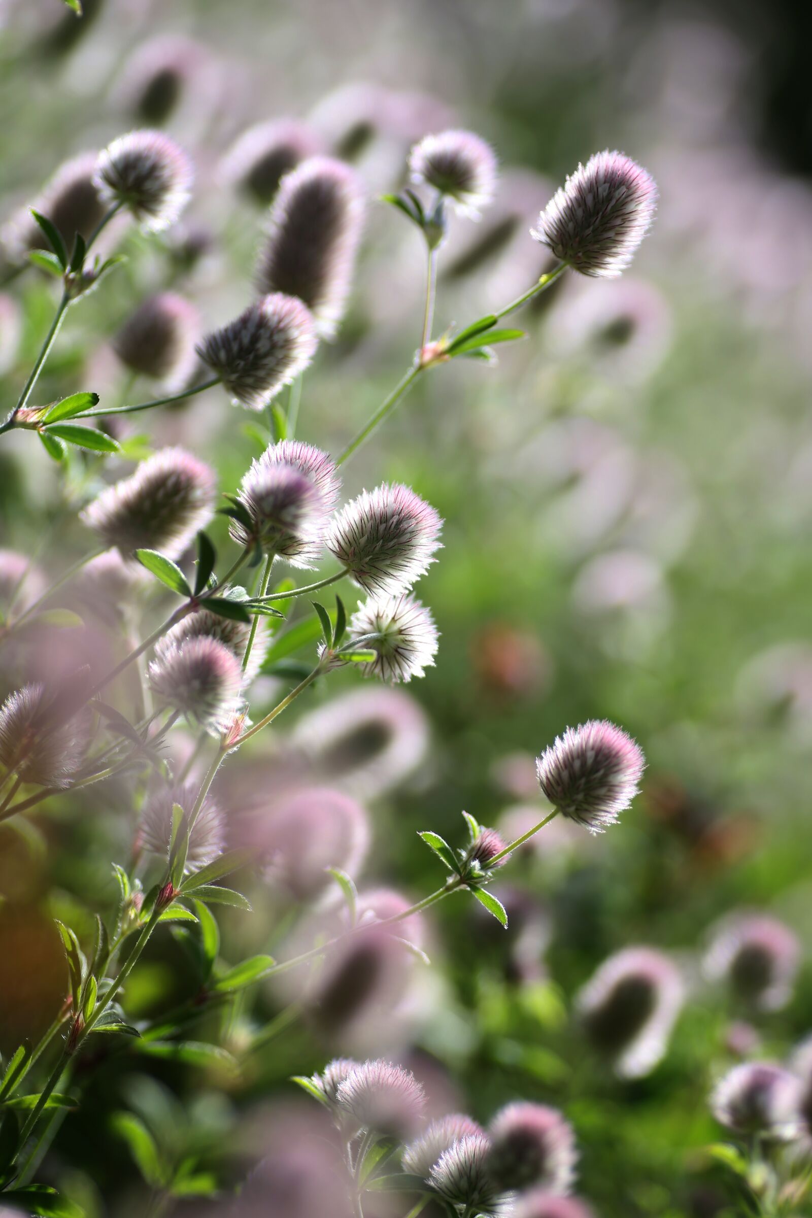Canon EOS-1D X sample photo. Spring, flower, garden photography