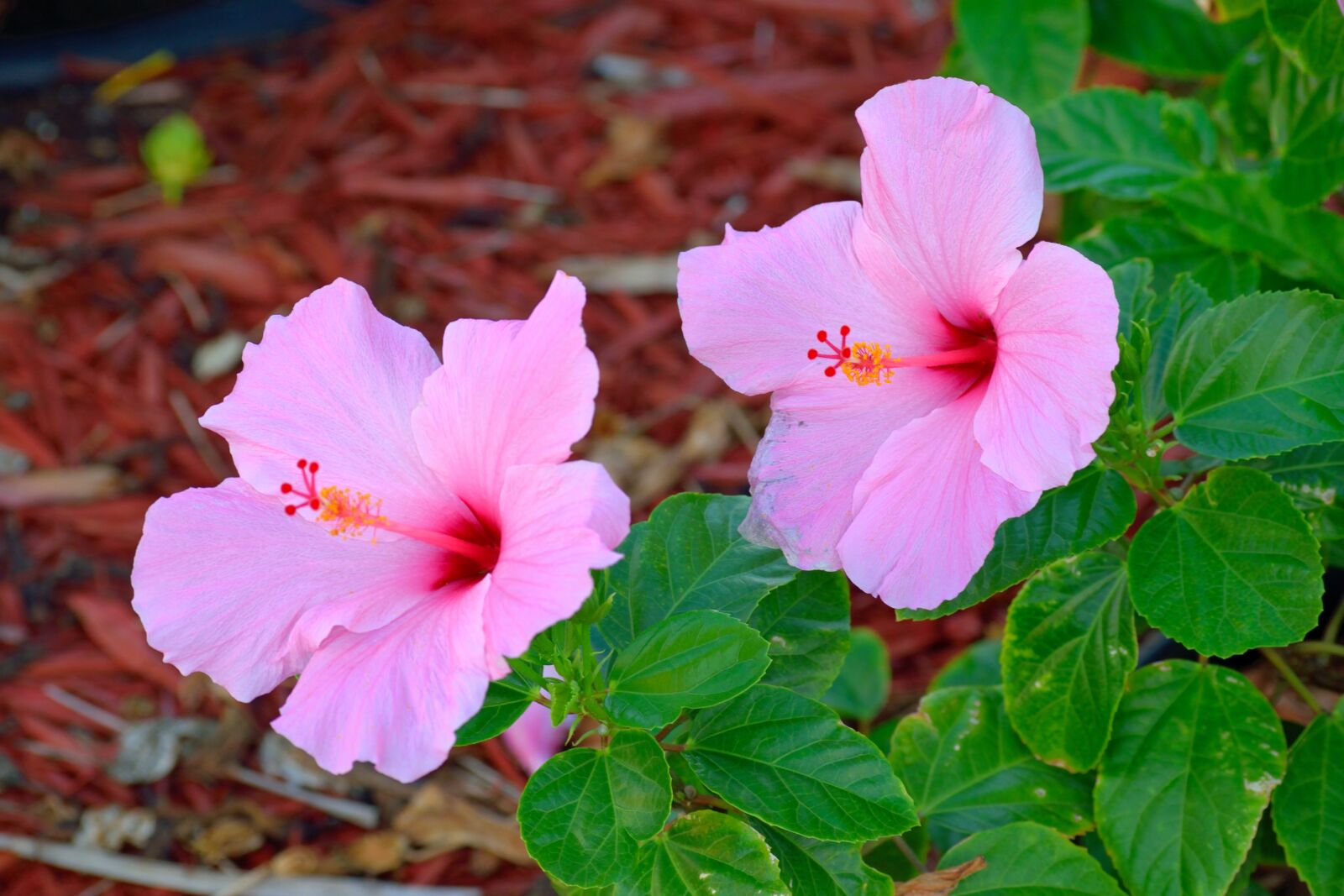 Nikon D3300 sample photo. Pink hibiscus flower, floral photography