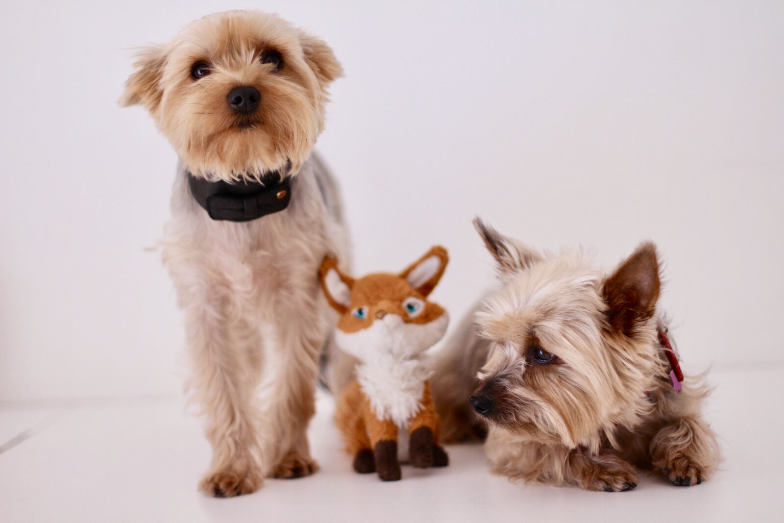Canon EOS 7D sample photo. Dog, yorkshire terrier, paris photography