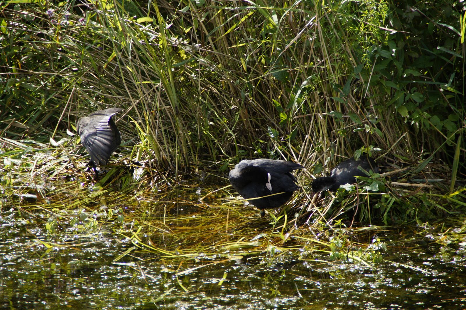 Sony SLT-A58 sample photo. Coot, ralle, water bird photography