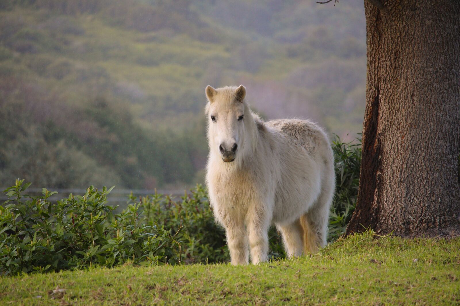 Canon EF-S 55-250mm F4-5.6 IS STM sample photo. Pony, white, nature photography