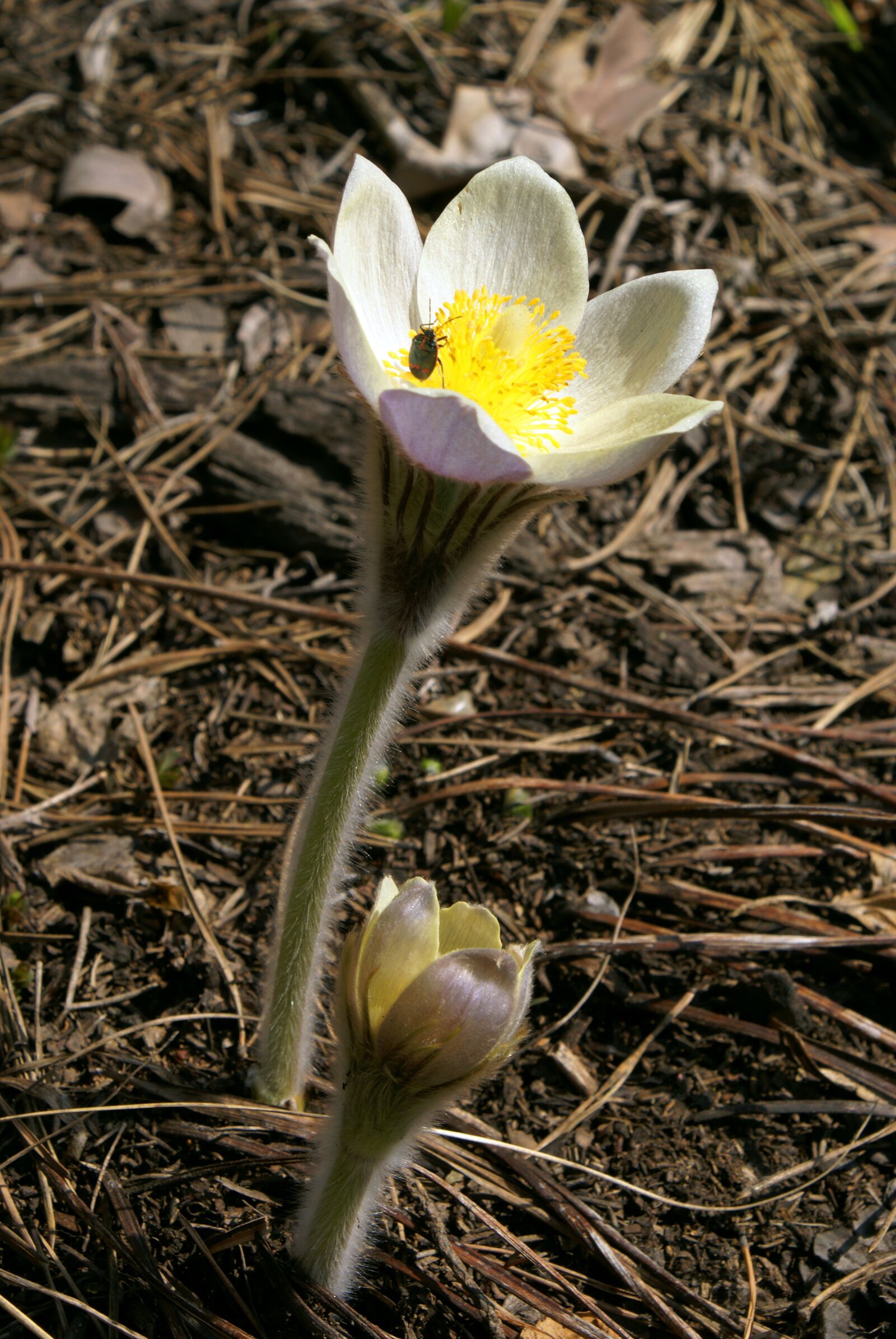 Sony Alpha DSLR-A100 sample photo. Flower, siberian snowdrop, spring photography