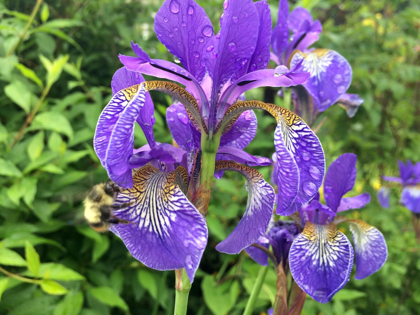 iPhone 5s back camera 4.15mm f/2.2 sample photo. Flower, iris, nature photography