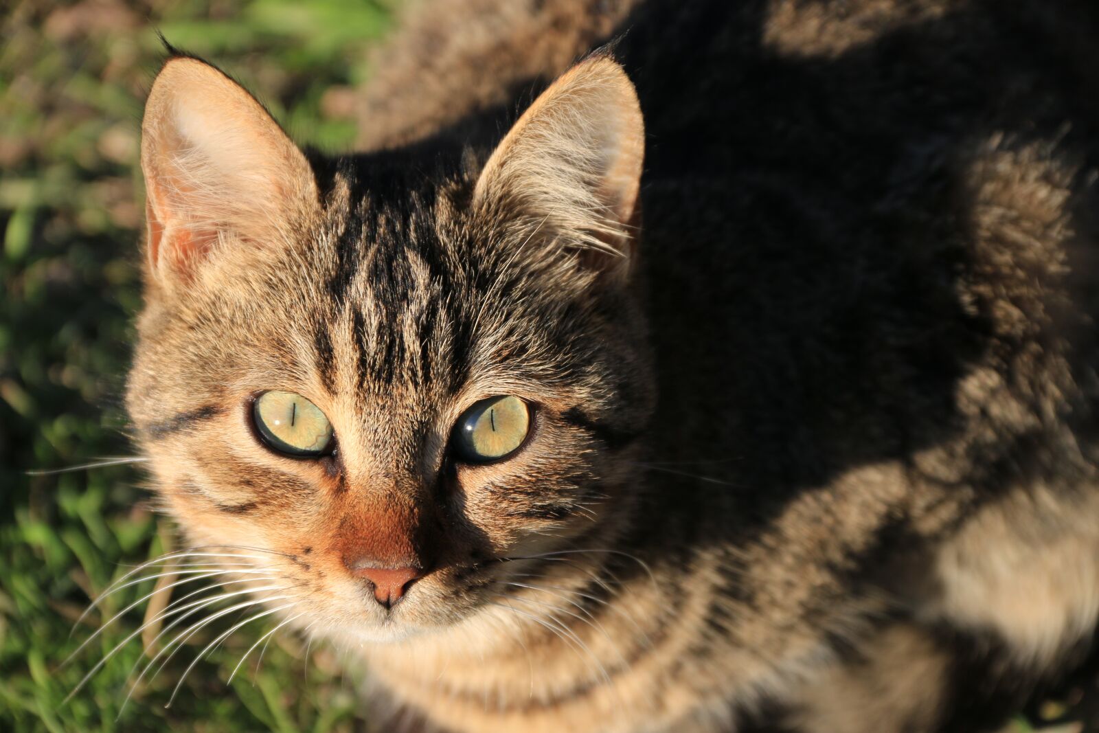 Canon EF-S 18-135mm F3.5-5.6 IS sample photo. Cat, animal, animal portrait photography
