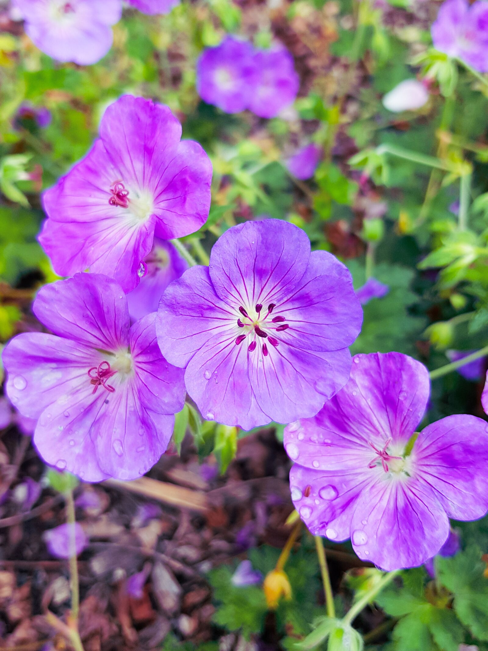 Samsung Galaxy S8+ Rear Camera sample photo. Flowers, purple flowers, bloom photography