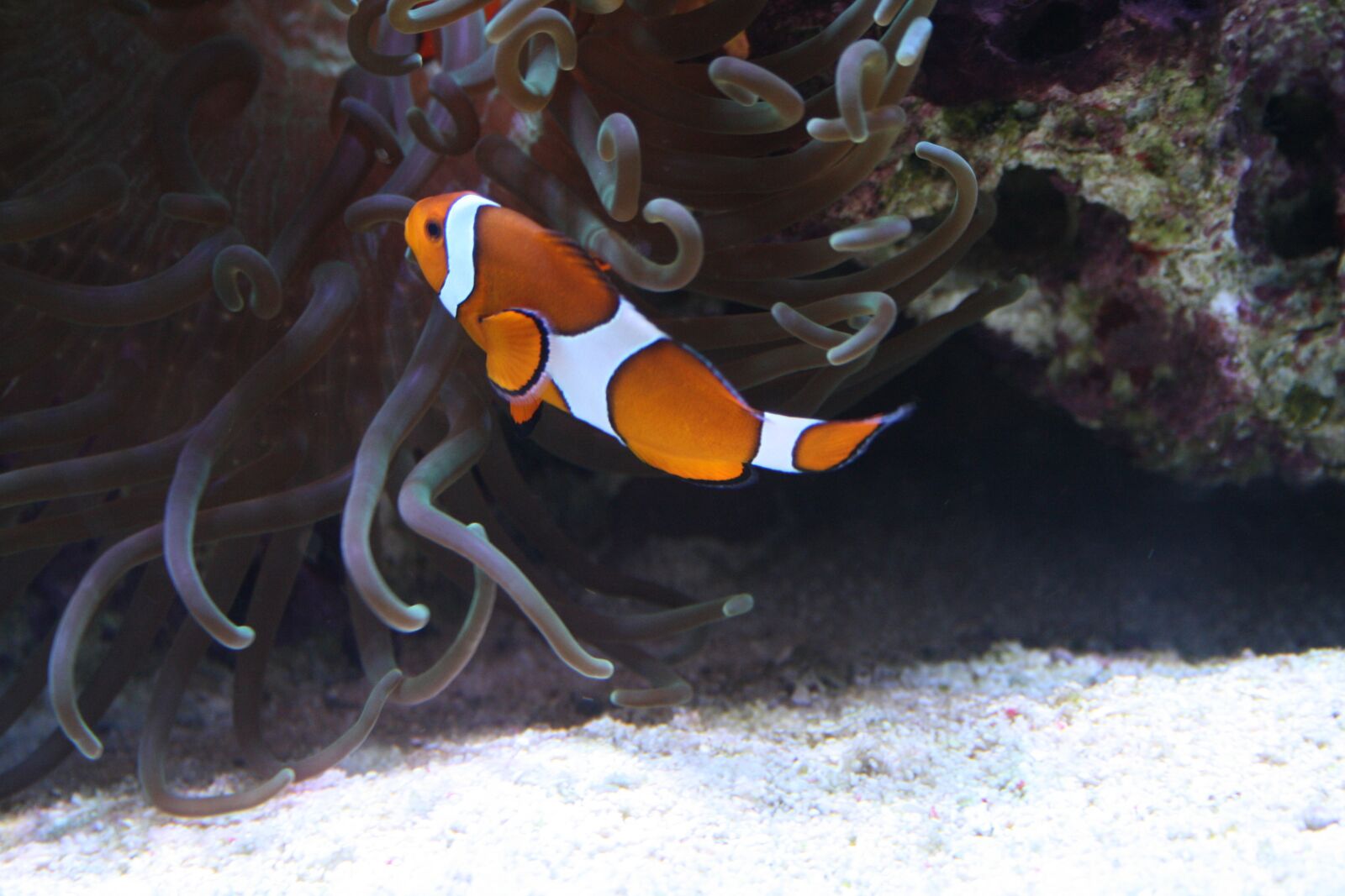 Canon EOS 1000D (EOS Digital Rebel XS / EOS Kiss F) sample photo. Clownfish, sea fish, colorful photography
