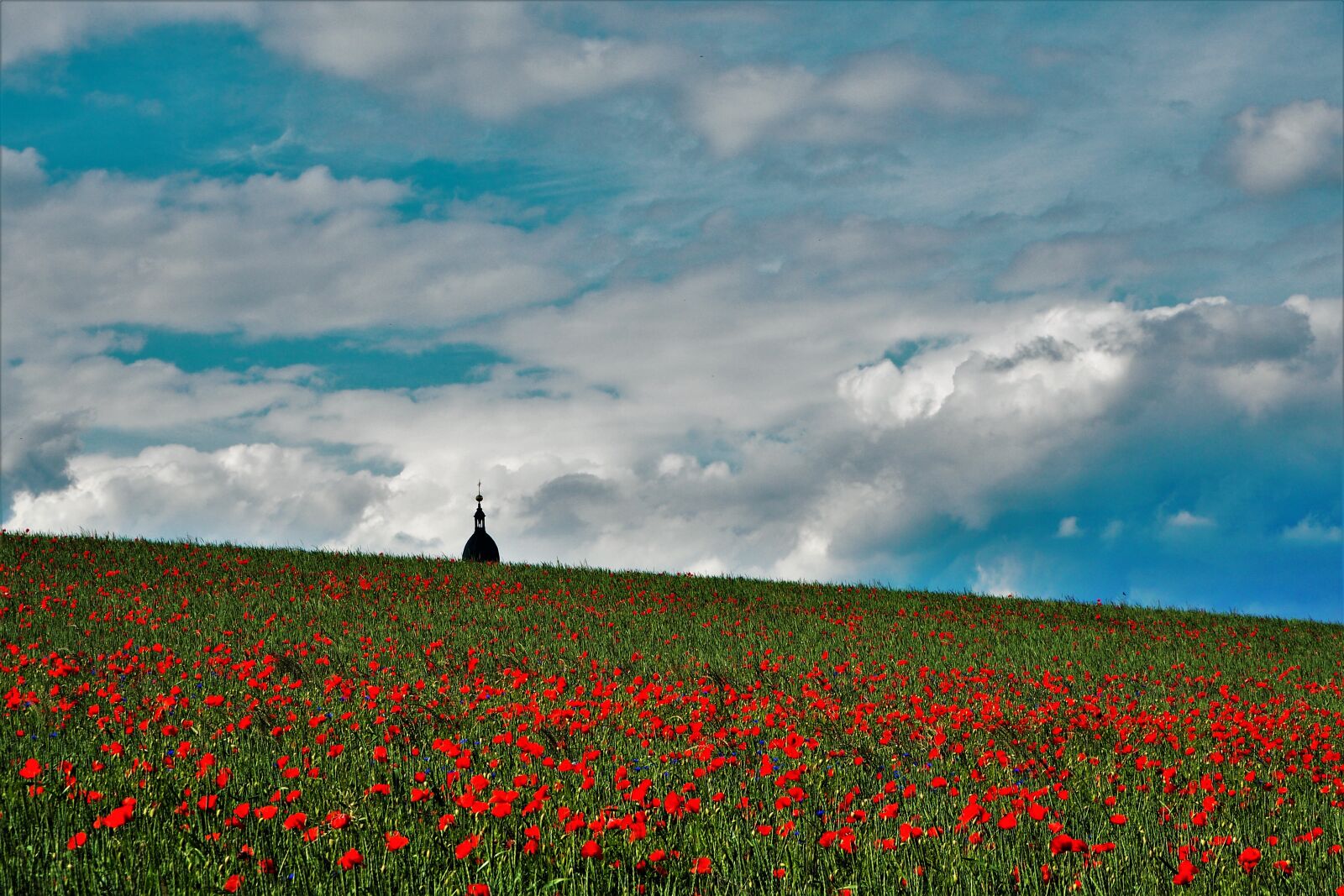 Olympus OM-D E-M10 II sample photo. Field of poppies, poppy photography