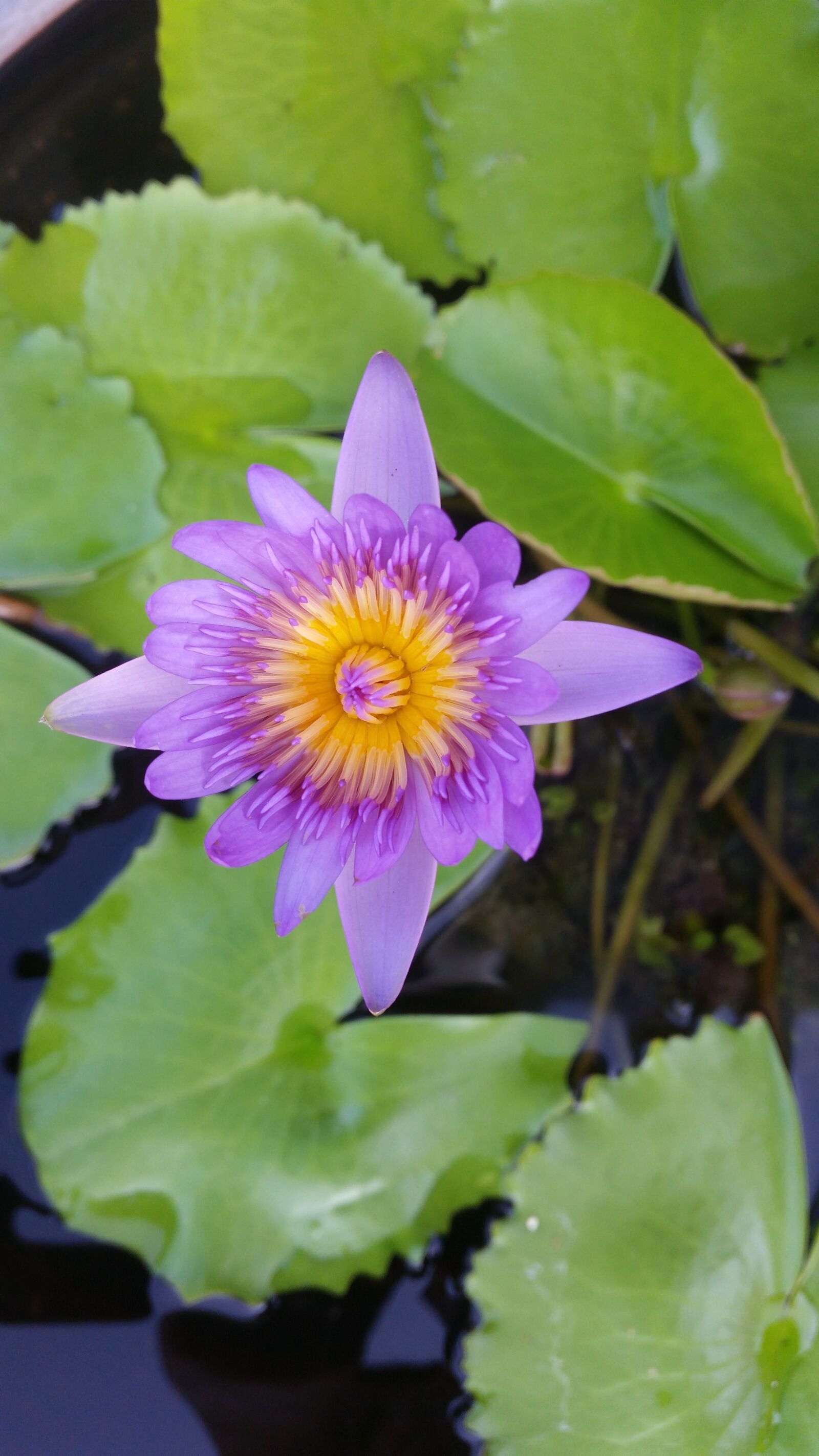 Samsung Galaxy S5 sample photo. Lotus, garden, nature photography