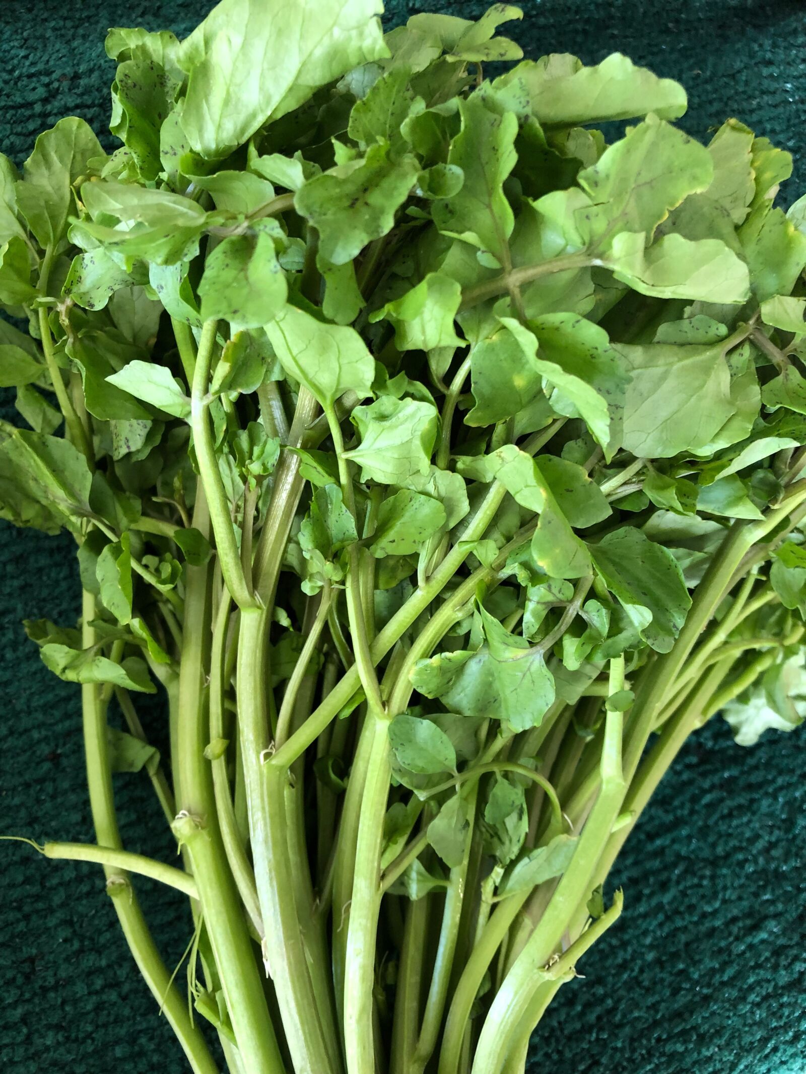 iPhone 8 Plus back dual camera 3.99mm f/1.8 sample photo. Watercress, produce, vegetable photography