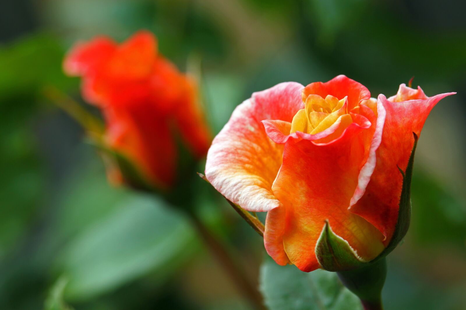 Canon EF-S 55-250mm F4-5.6 IS STM sample photo. Rosebud, rose, orange rose photography
