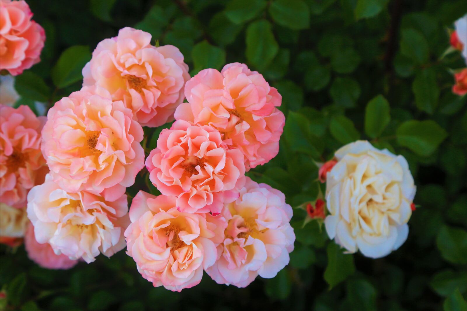Canon EOS 5D Mark III sample photo. Rose, spring, beautiful photography