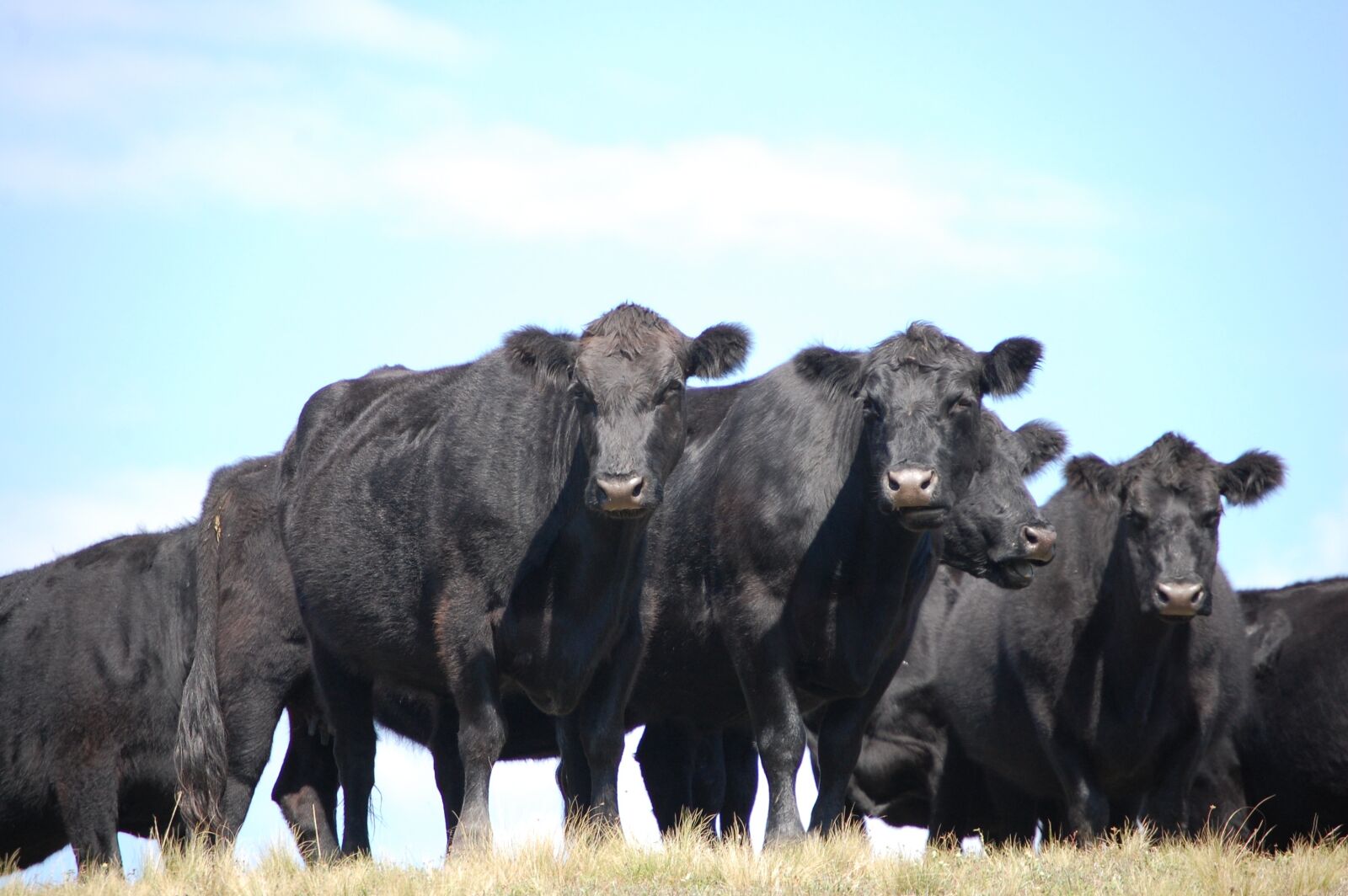 Nikon D40 sample photo. Cordoba, argentina, cows photography