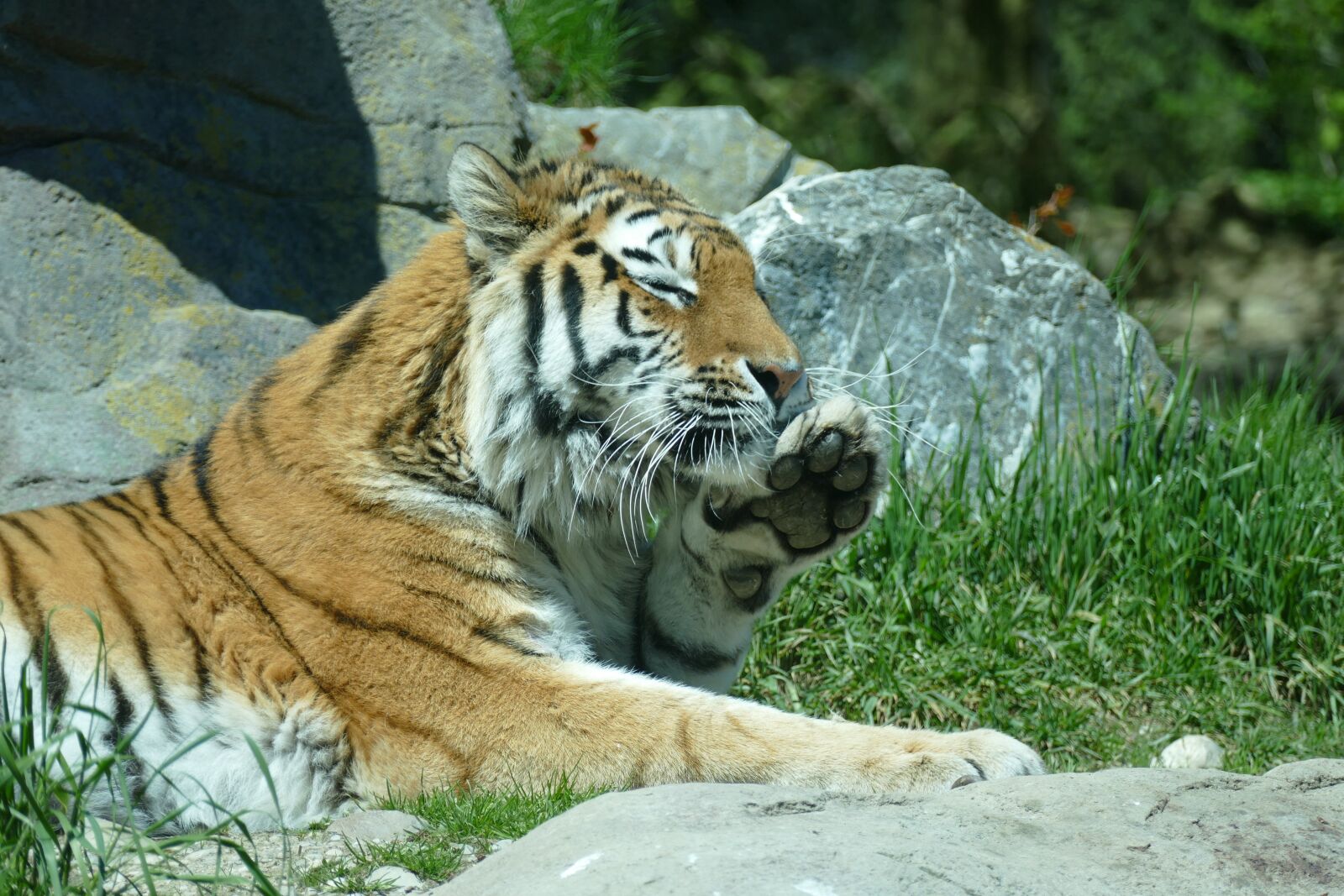 Panasonic Lumix DMC-FZ1000 sample photo. Tiger, amurtiger, siberian tiger photography