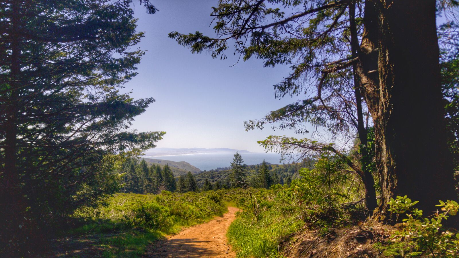LG G4 sample photo. Muirwoods, nationalpark, california photography