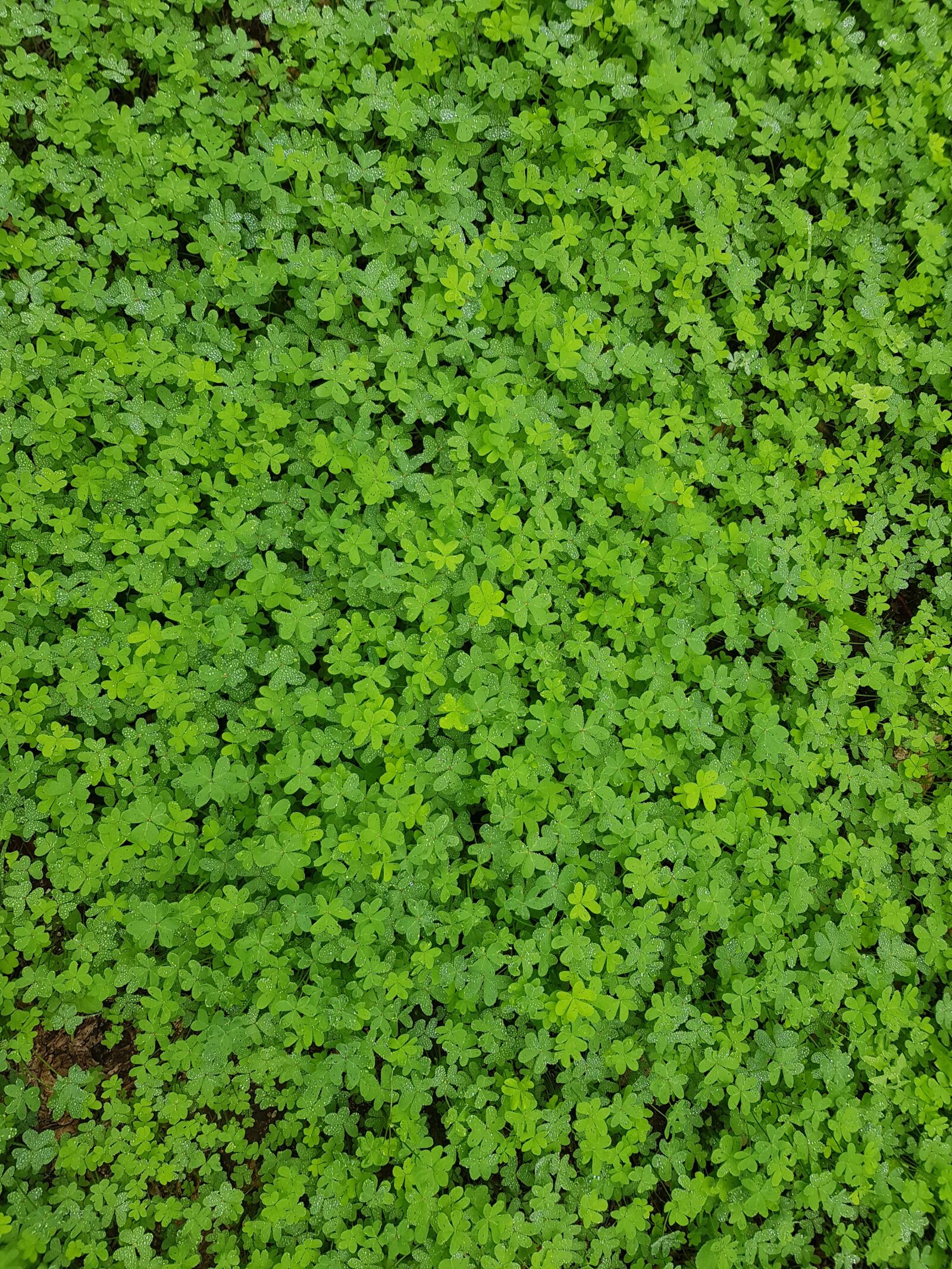 Samsung Galaxy S8 sample photo. Four-leaf clover, shamrocks, green photography