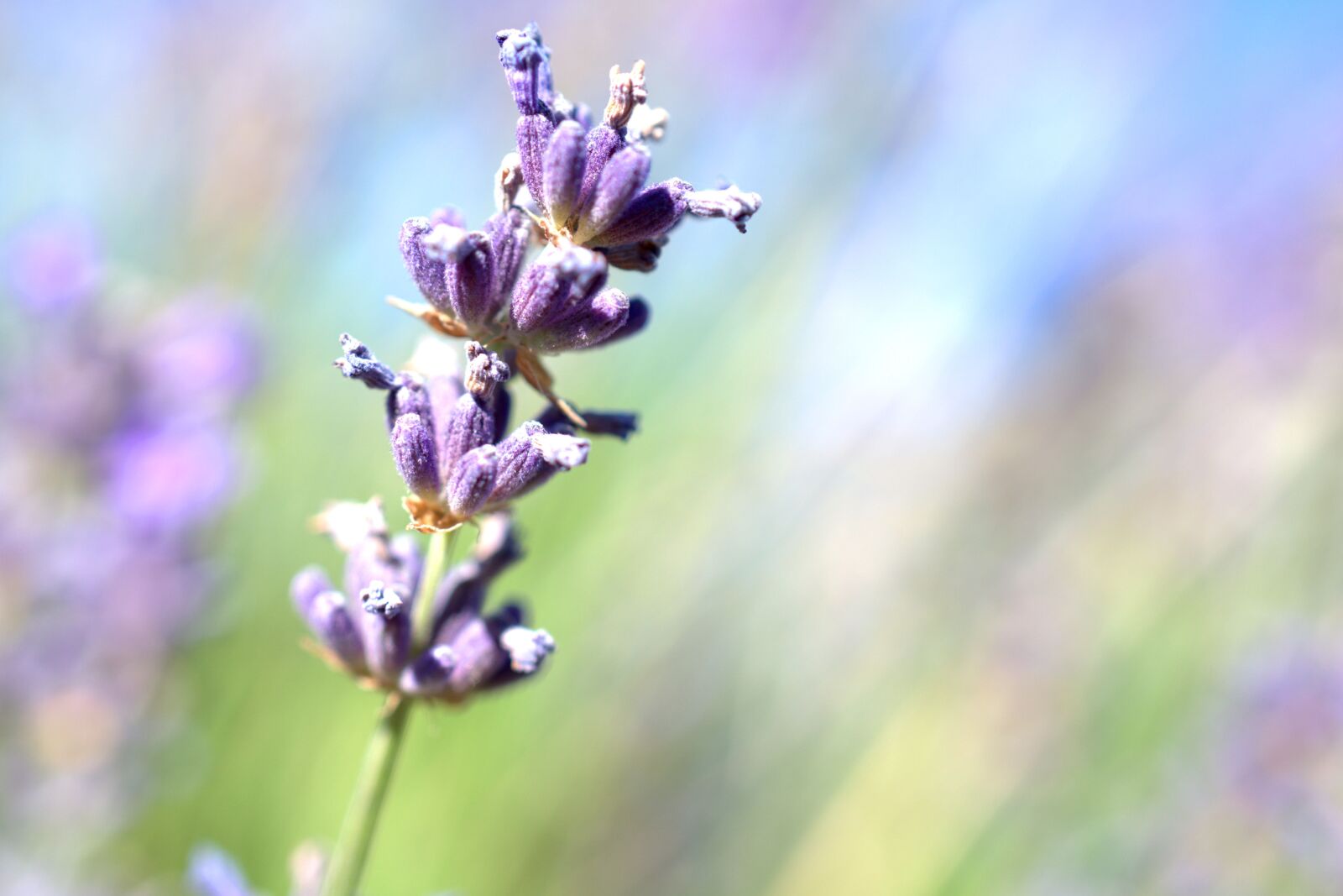 Sony FE 50mm F2.8 Macro sample photo. Lavender, flower, blossom photography