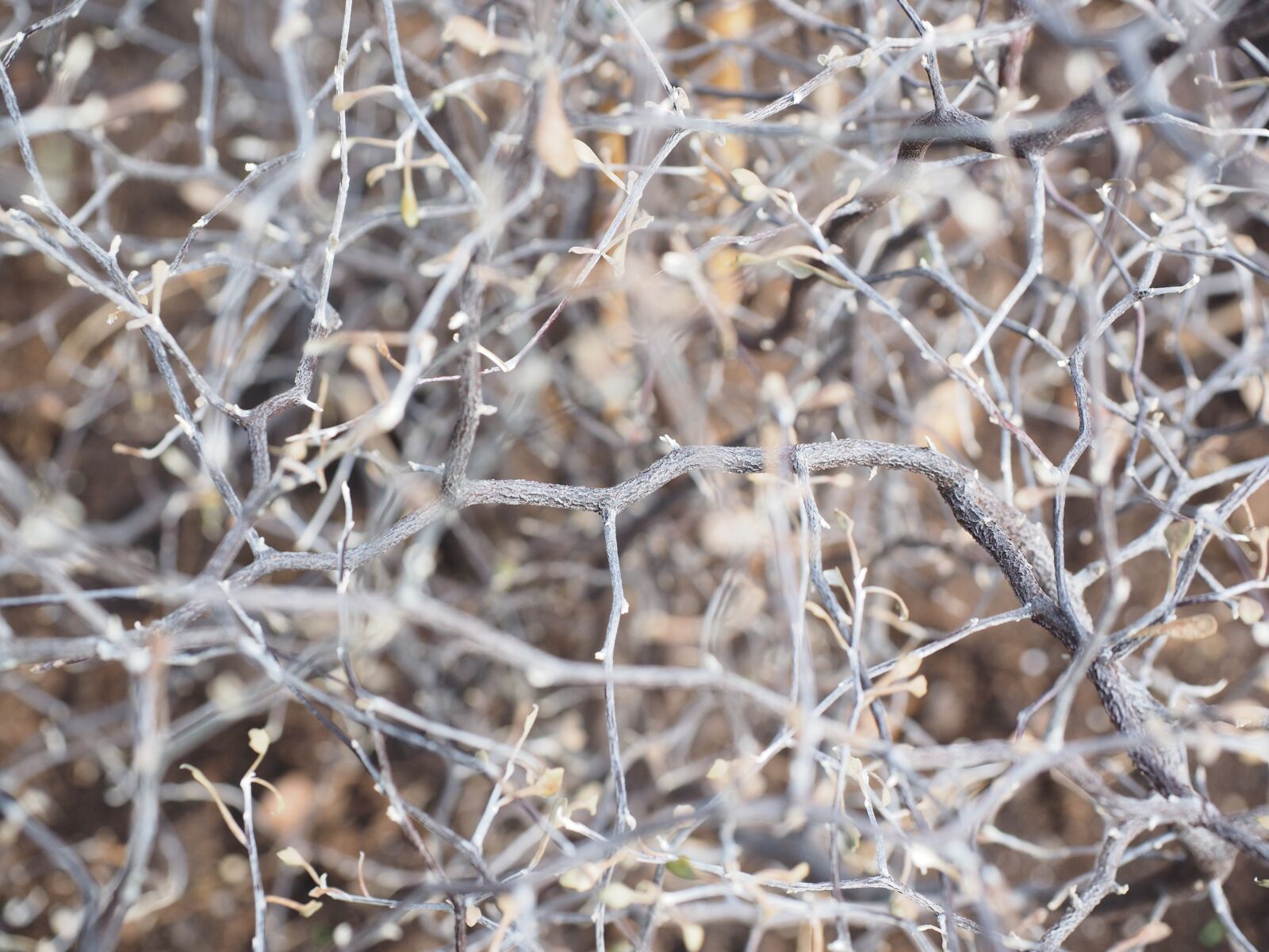 Olympus OM-D E-M1 + Olympus M.Zuiko Digital ED 12-40mm F2.8 Pro sample photo. Branches, jumble, zigzag shrub photography