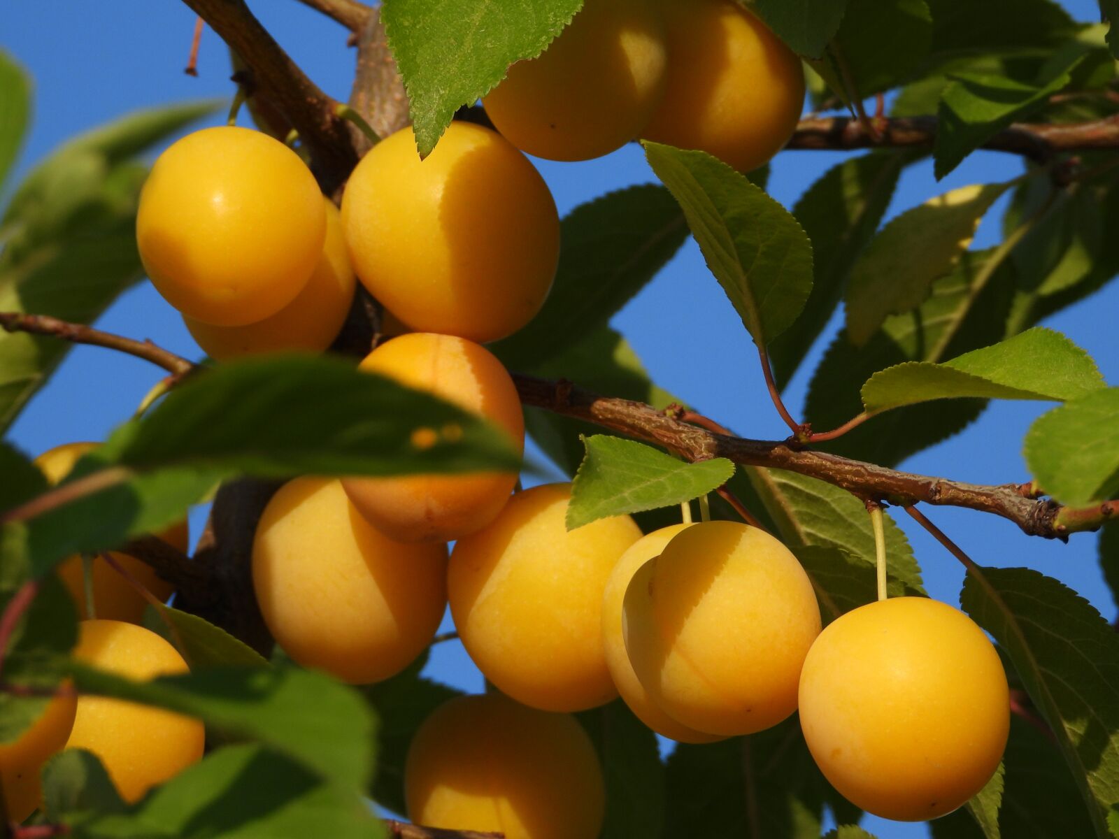 Nikon Coolpix P1000 sample photo. Fruit tree, field, drain photography