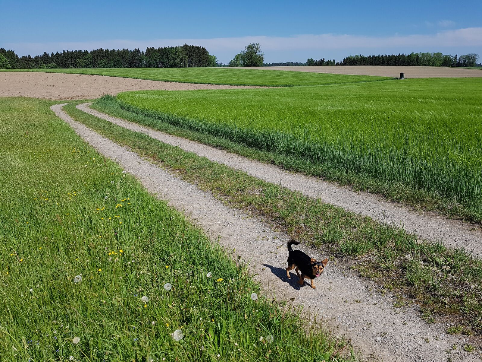 Samsung Galaxy S7 Edge sample photo. Field, arable, away photography