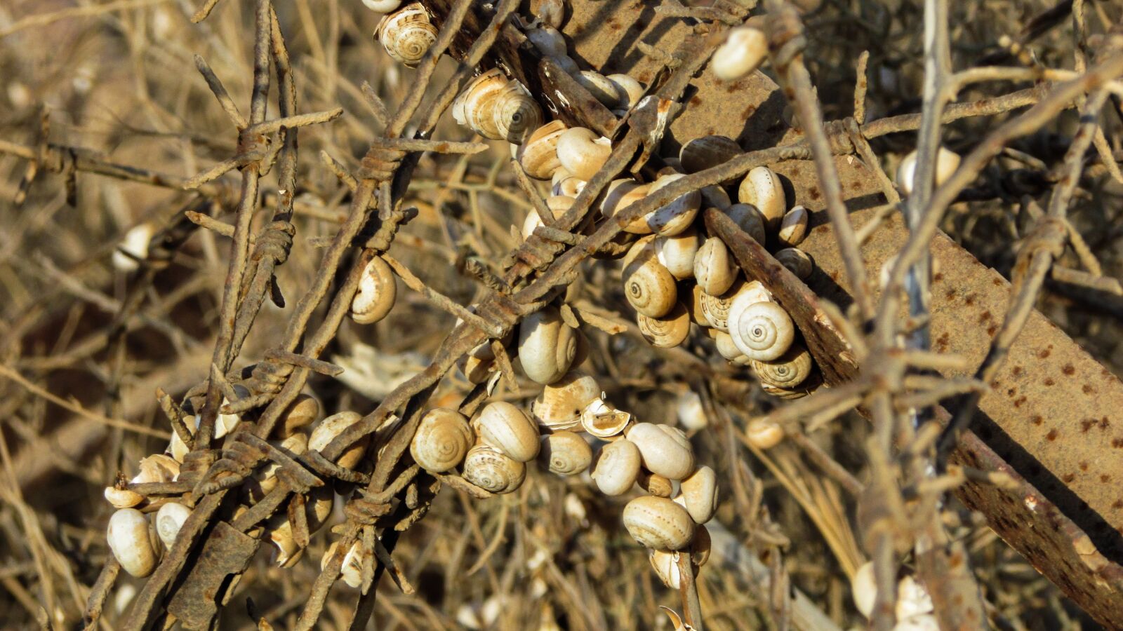 Canon PowerShot SX400 IS sample photo. Shells, snail, colony photography