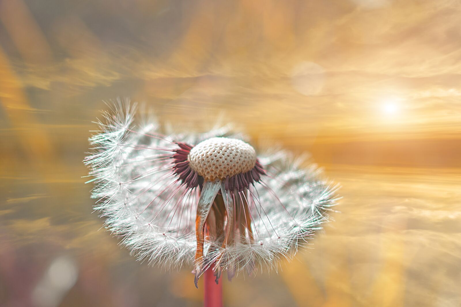 Nikon D3300 sample photo. Dandelion, nature, spring photography