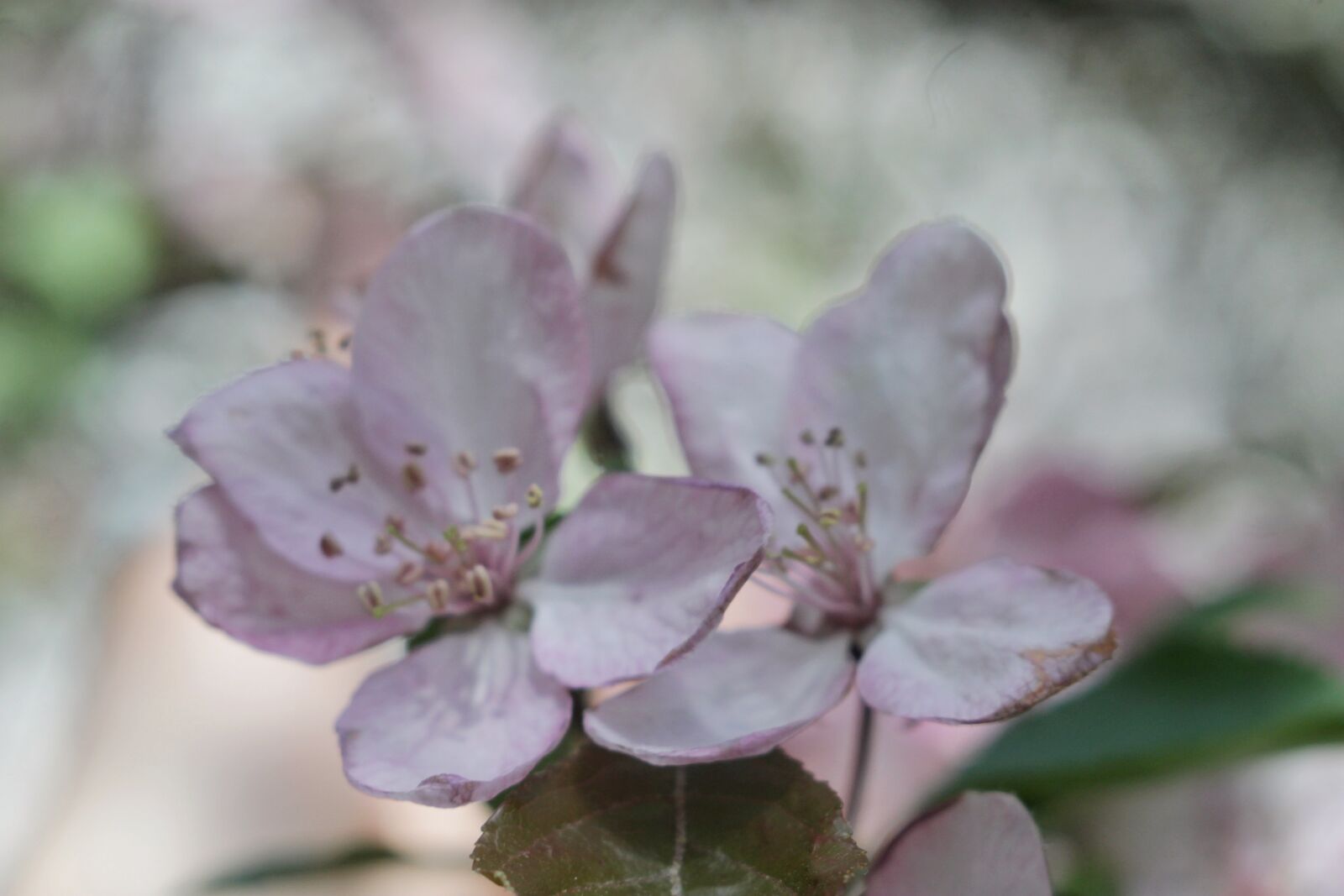 Canon EOS 1100D (EOS Rebel T3 / EOS Kiss X50) sample photo. Flowers, macro, spring photography