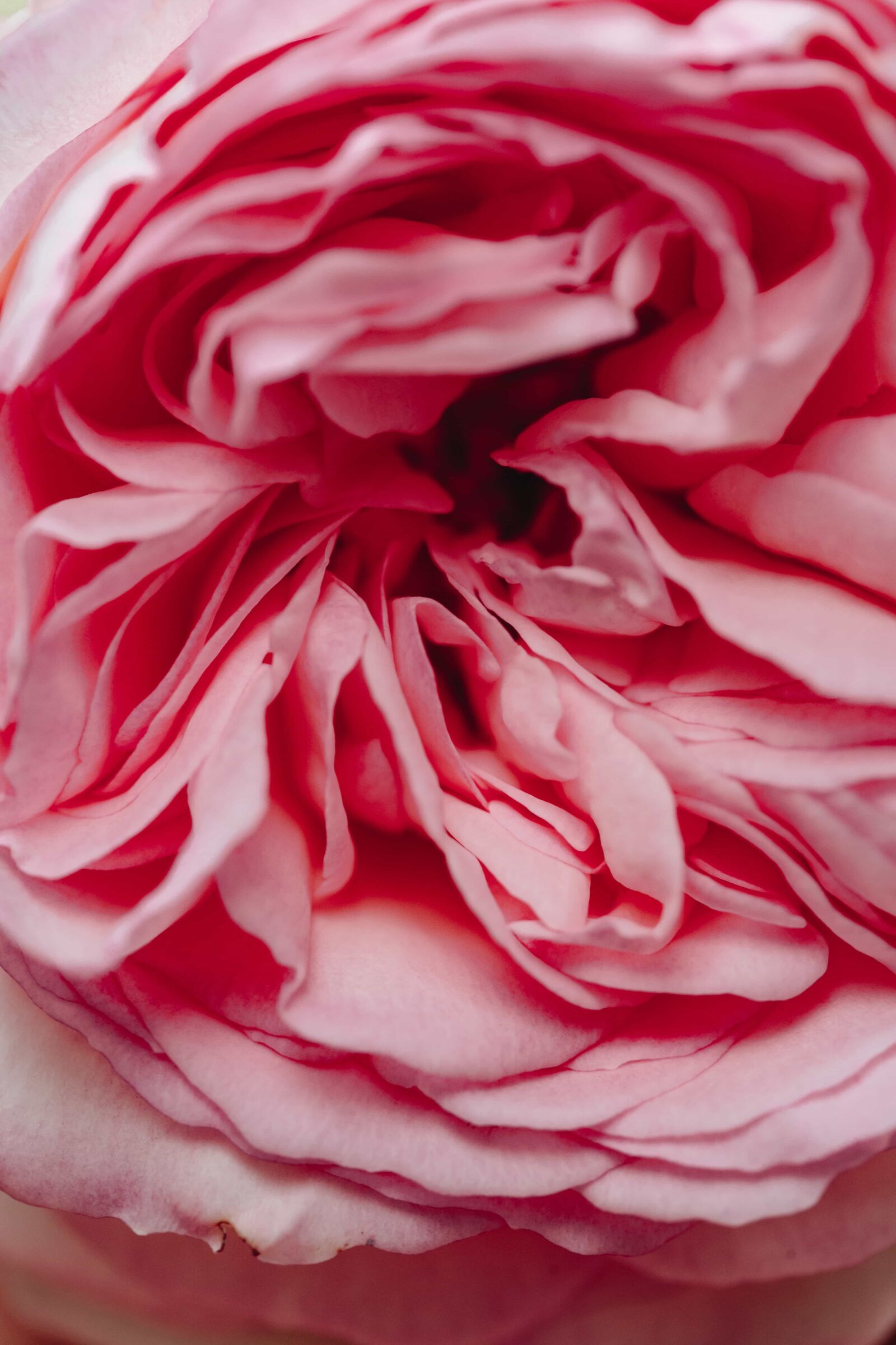 Canon EF 100mm F2.8 Macro USM sample photo. Beautiful flowers, close-up, macro photography