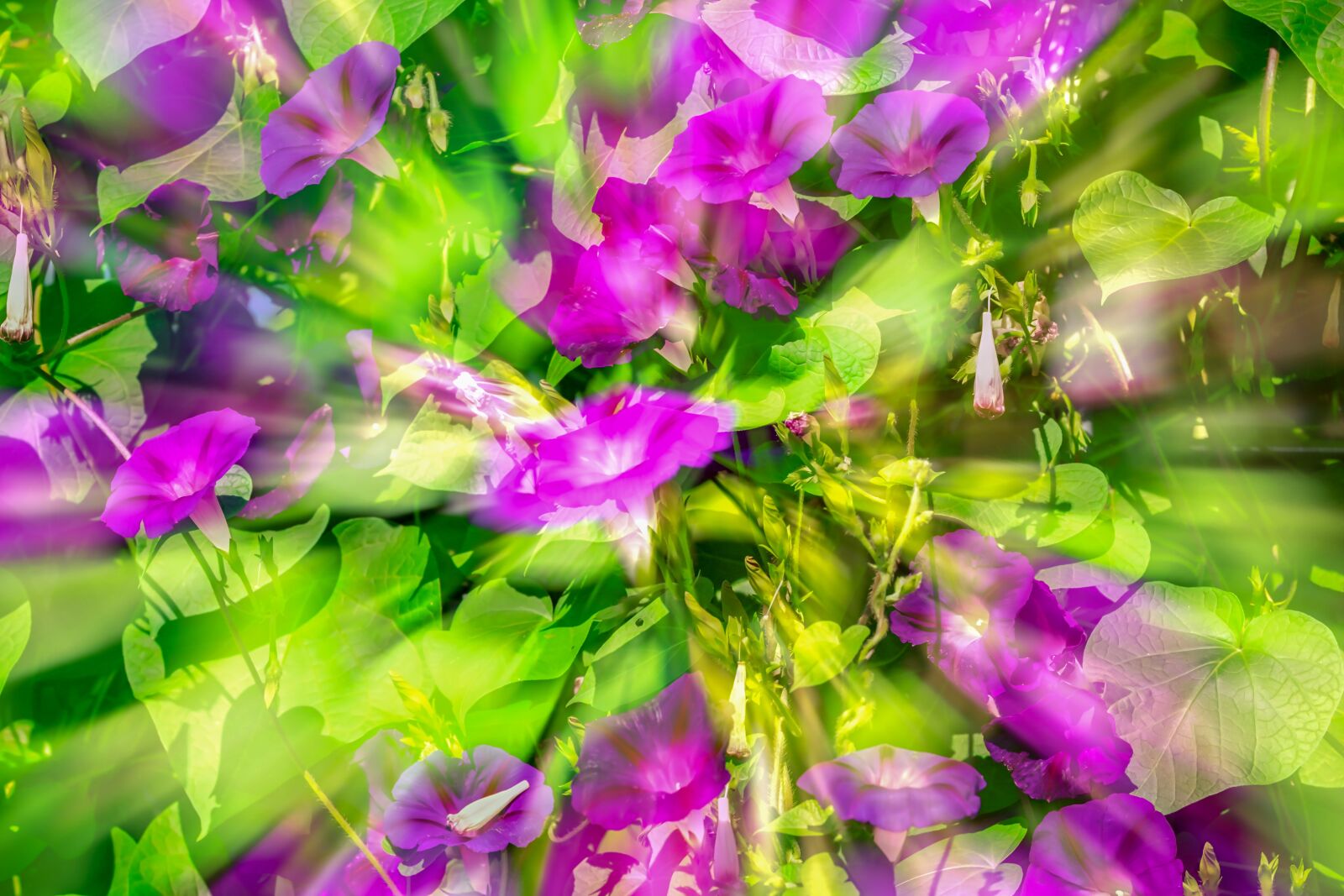 Fujifilm XF 55-200mm F3.5-4.8 R LM OIS sample photo. Superb thread, morning glory photography