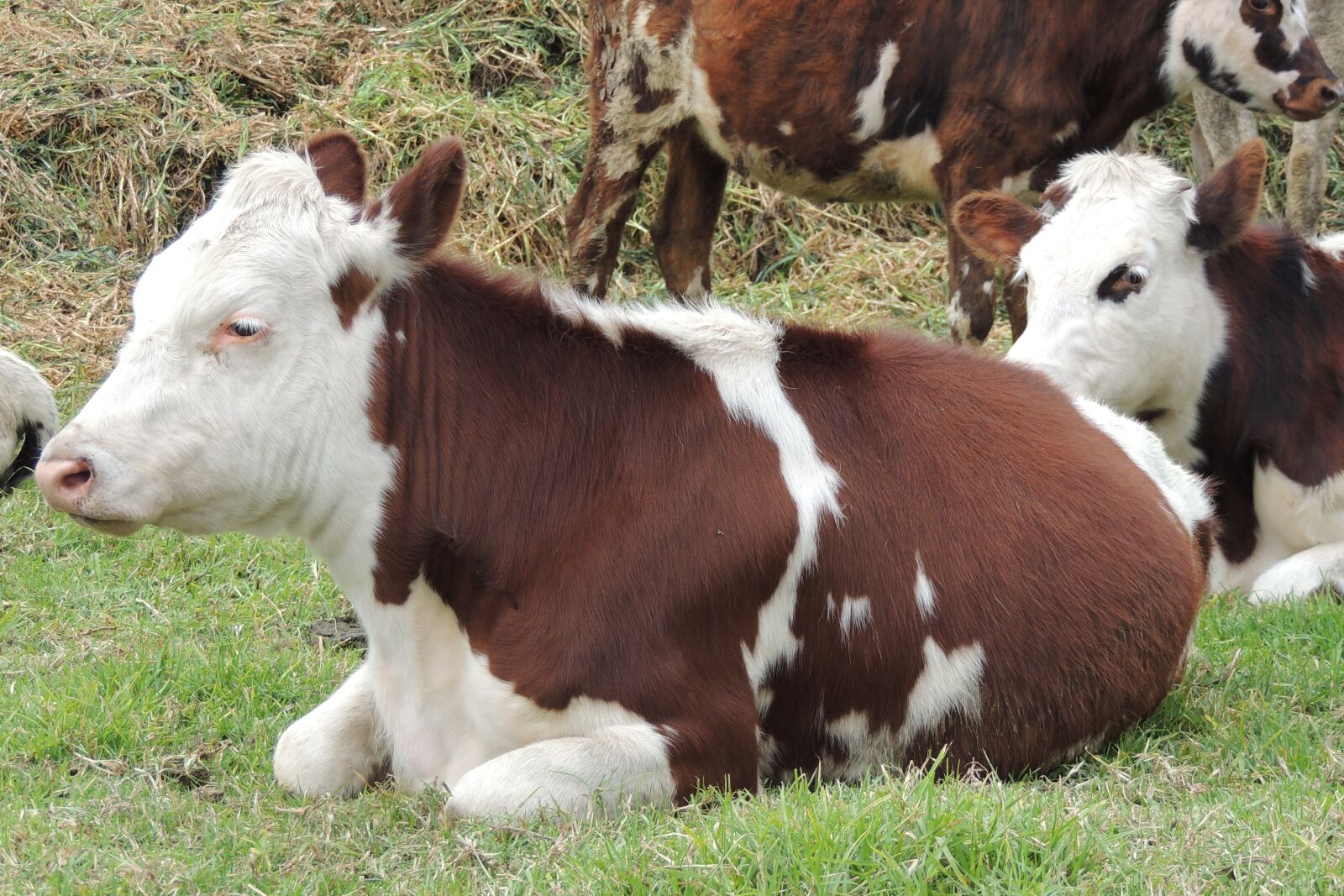 Nikon Coolpix P510 sample photo. Cow, animal husbandry, field photography